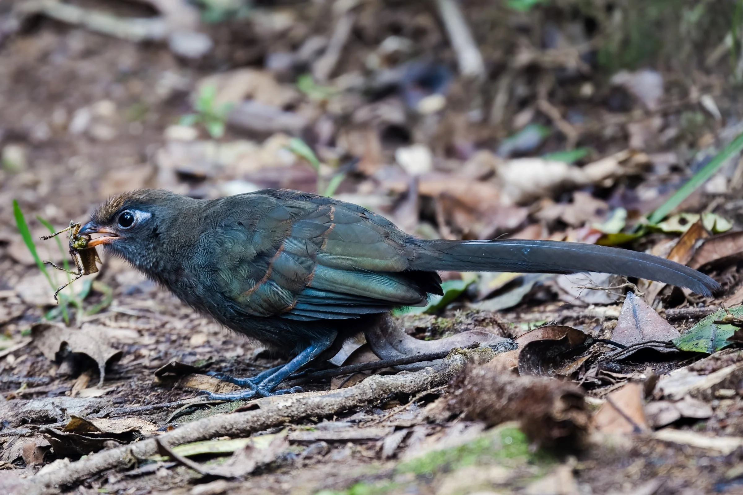 Red-fronted Coua