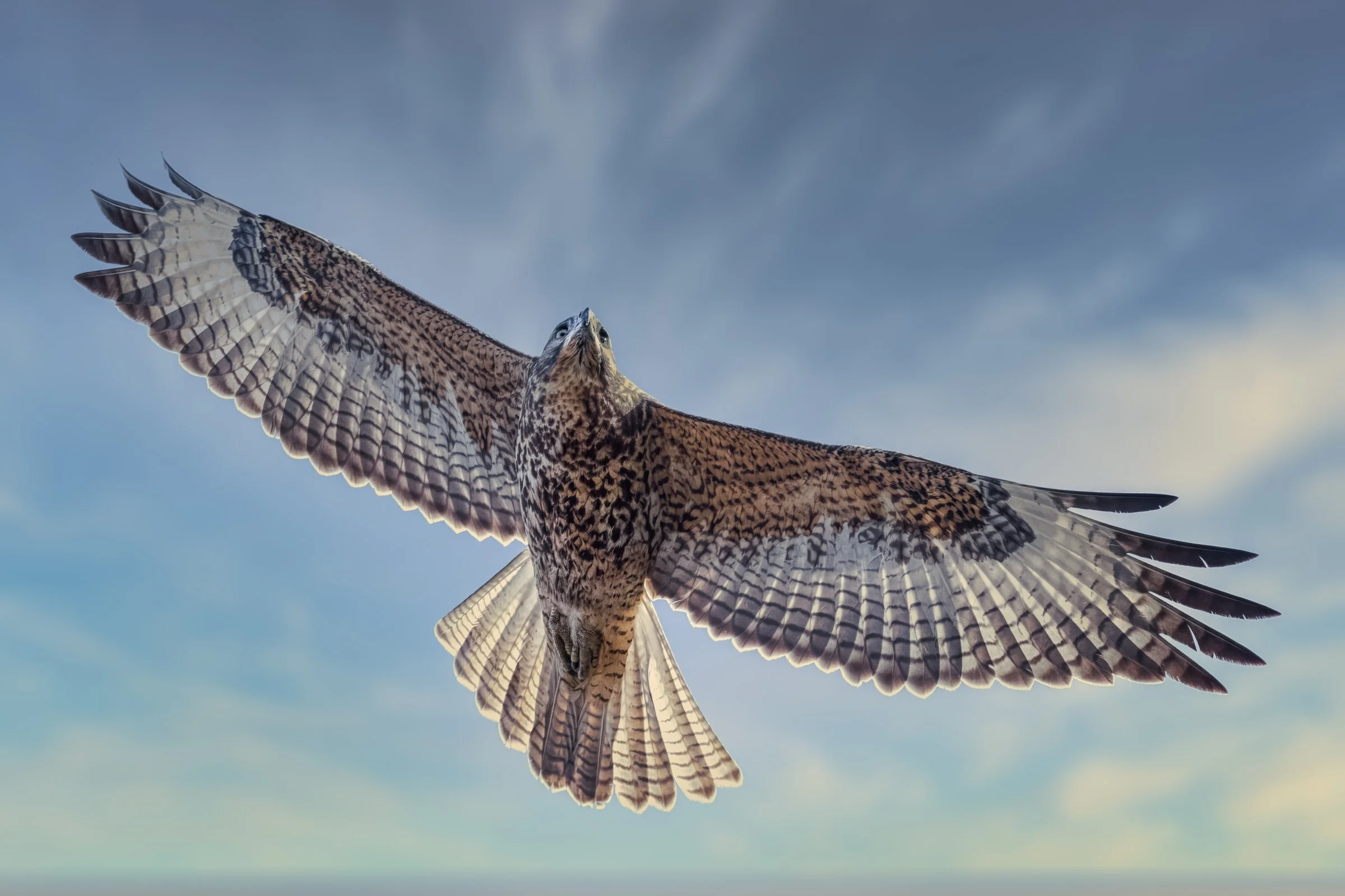 Galapagos Hawk
