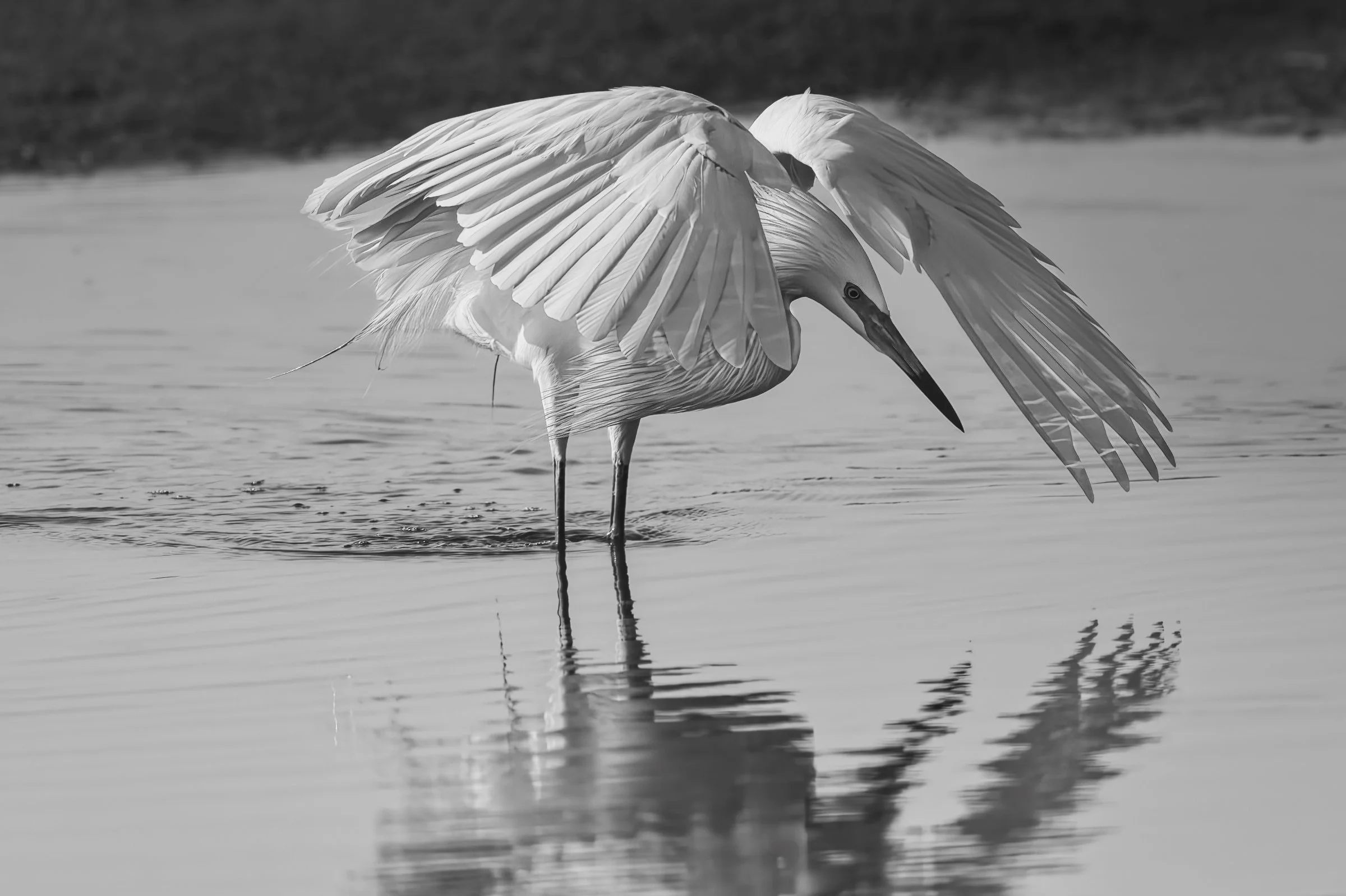 _8506511-DeNoiseAI-raw-Edit.jpg