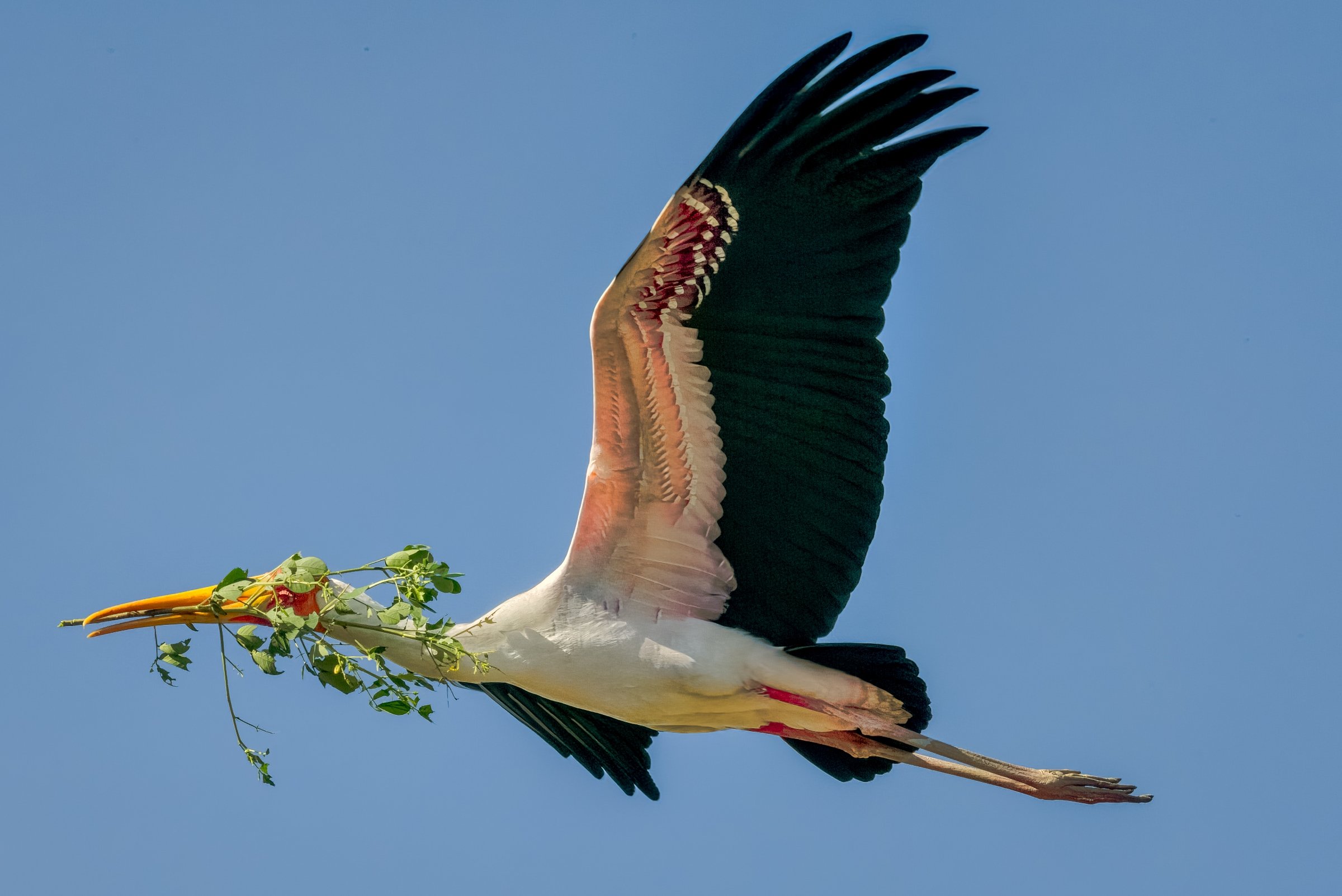_8108415-DeNoiseAI-raw-Edit-Edit.jpg