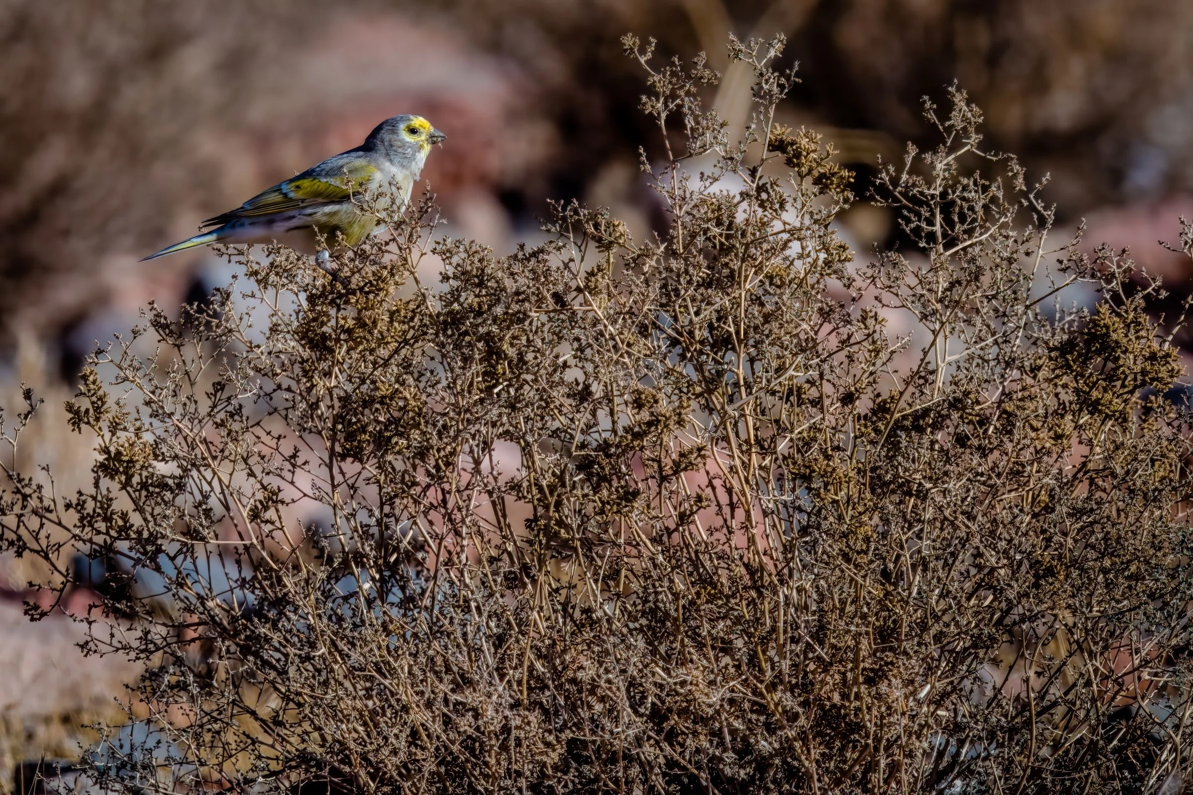 15DSC_5795-DeNoiseAI-raw-gigapixel-hq-scale-3_86x-cropped-SAI-Focus-Edit.jpg