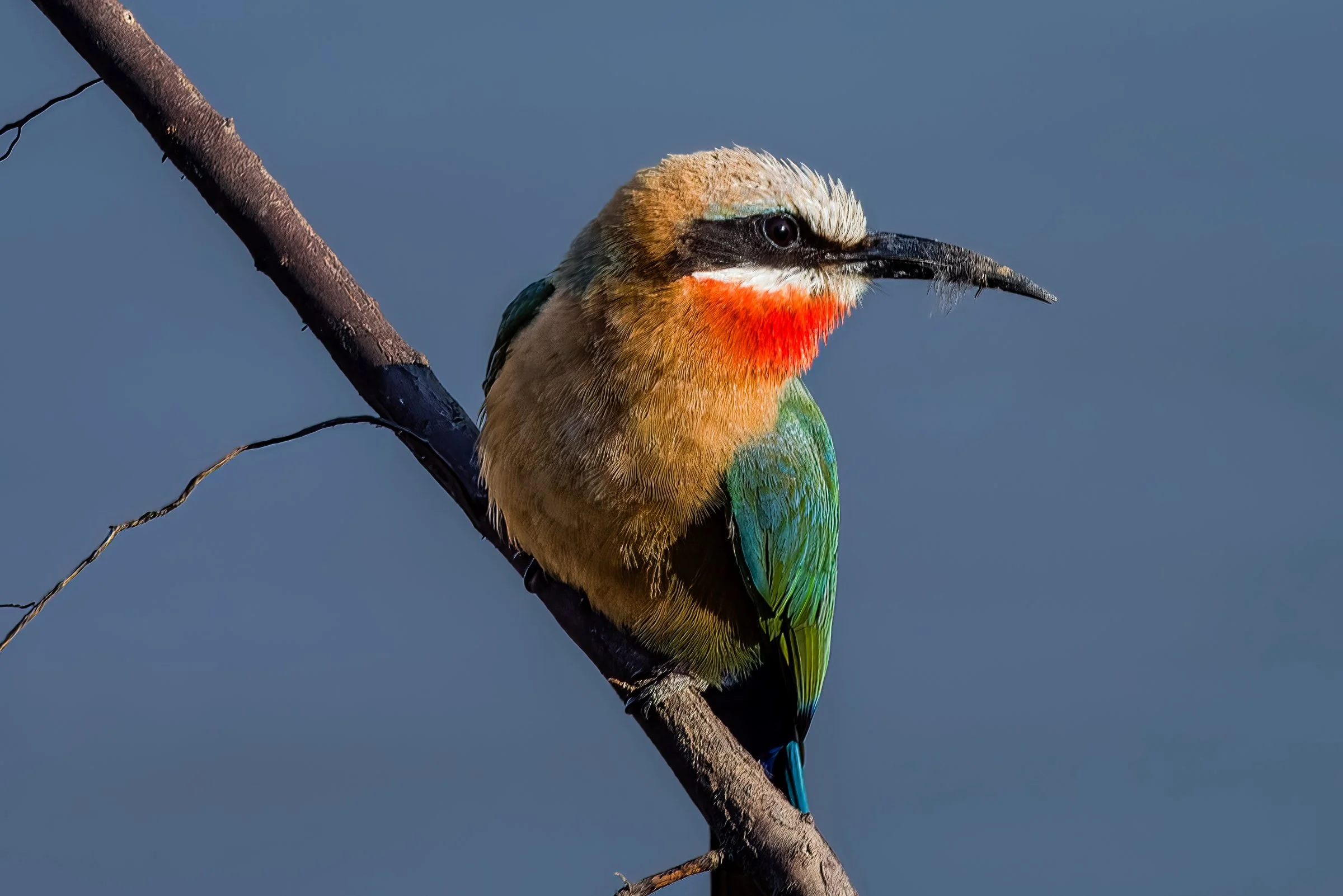 Bee-eaters from Zambia's South Luangwa Valley, 2015 & 2016