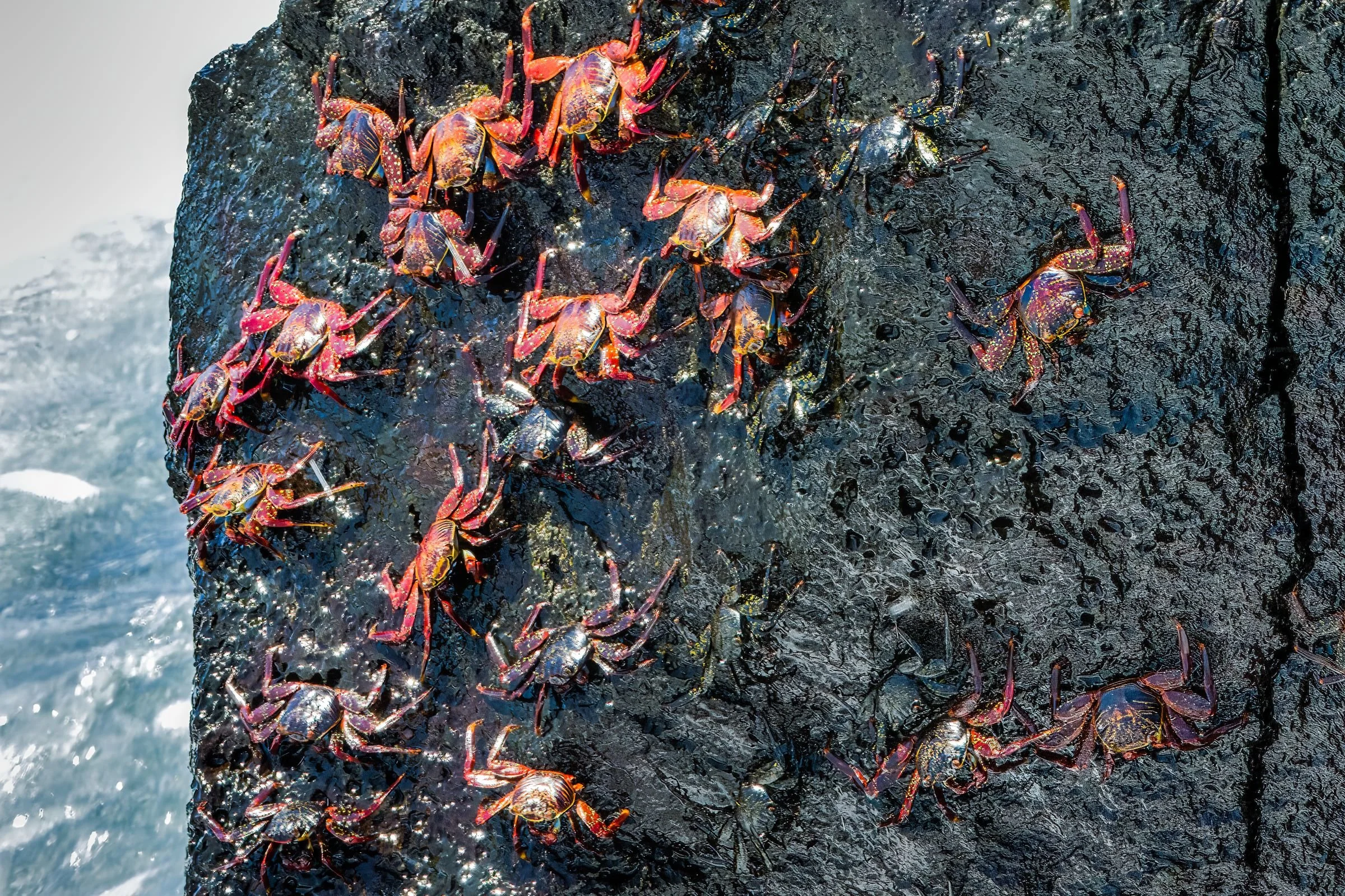 Sally Lightfoot Crabs