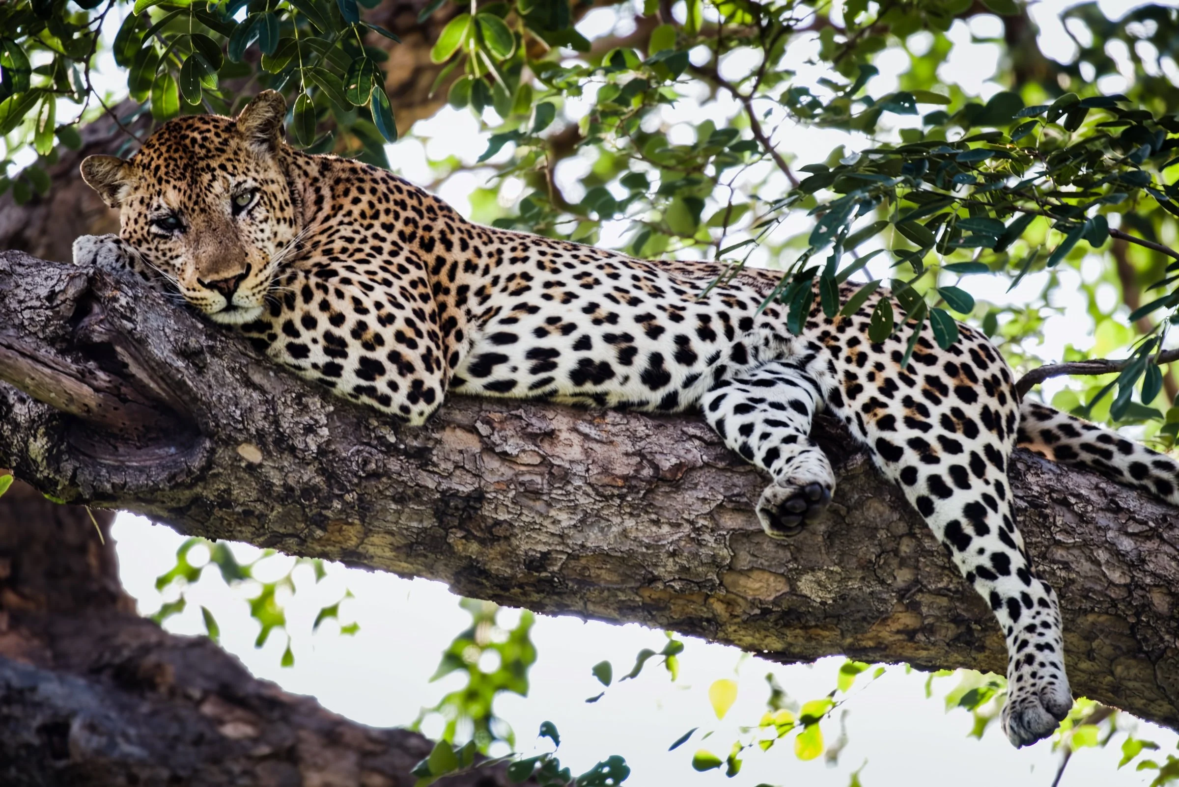 Olimba, "Leopard Queen of Luangwa Valley"