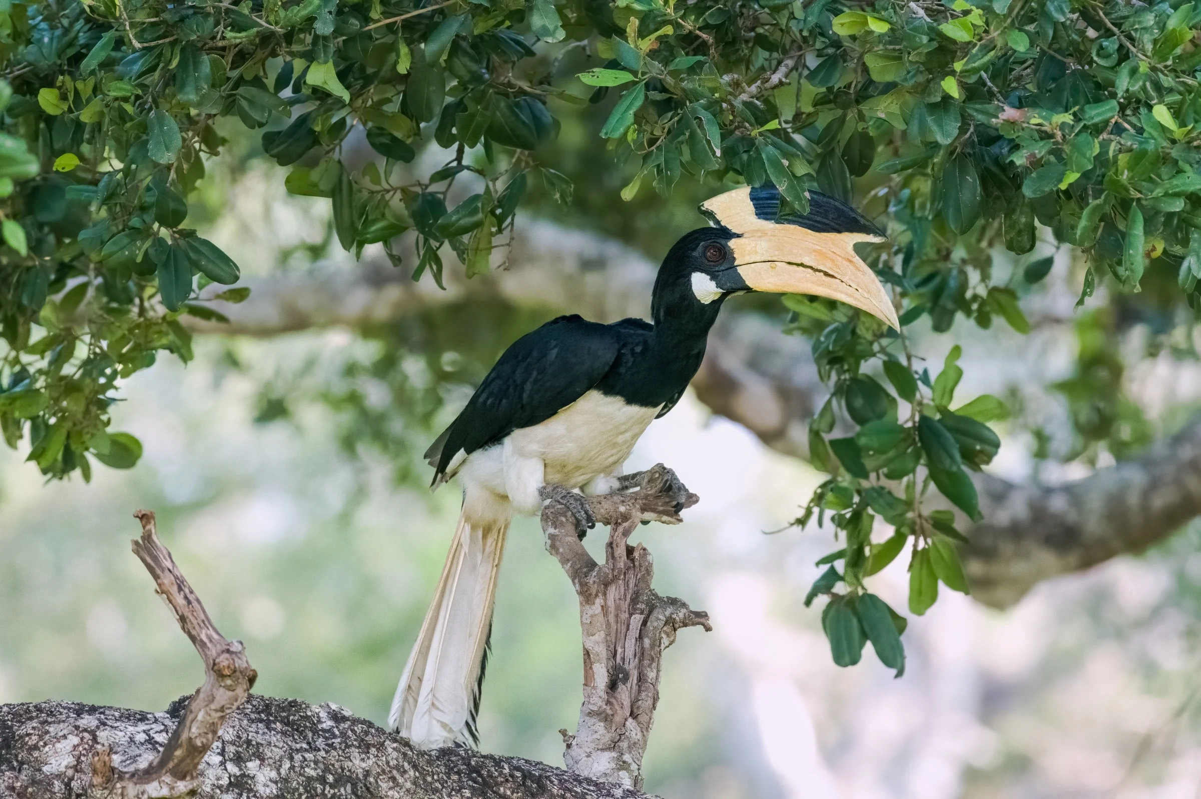 Malabar Pied-Hornbill