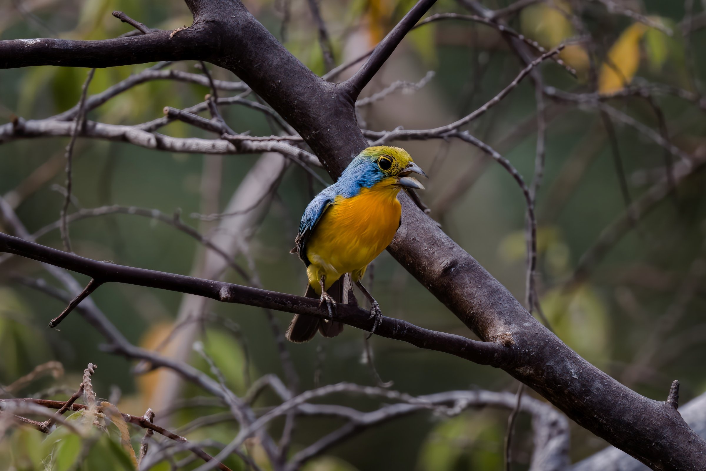 Orange-breasted Bunting