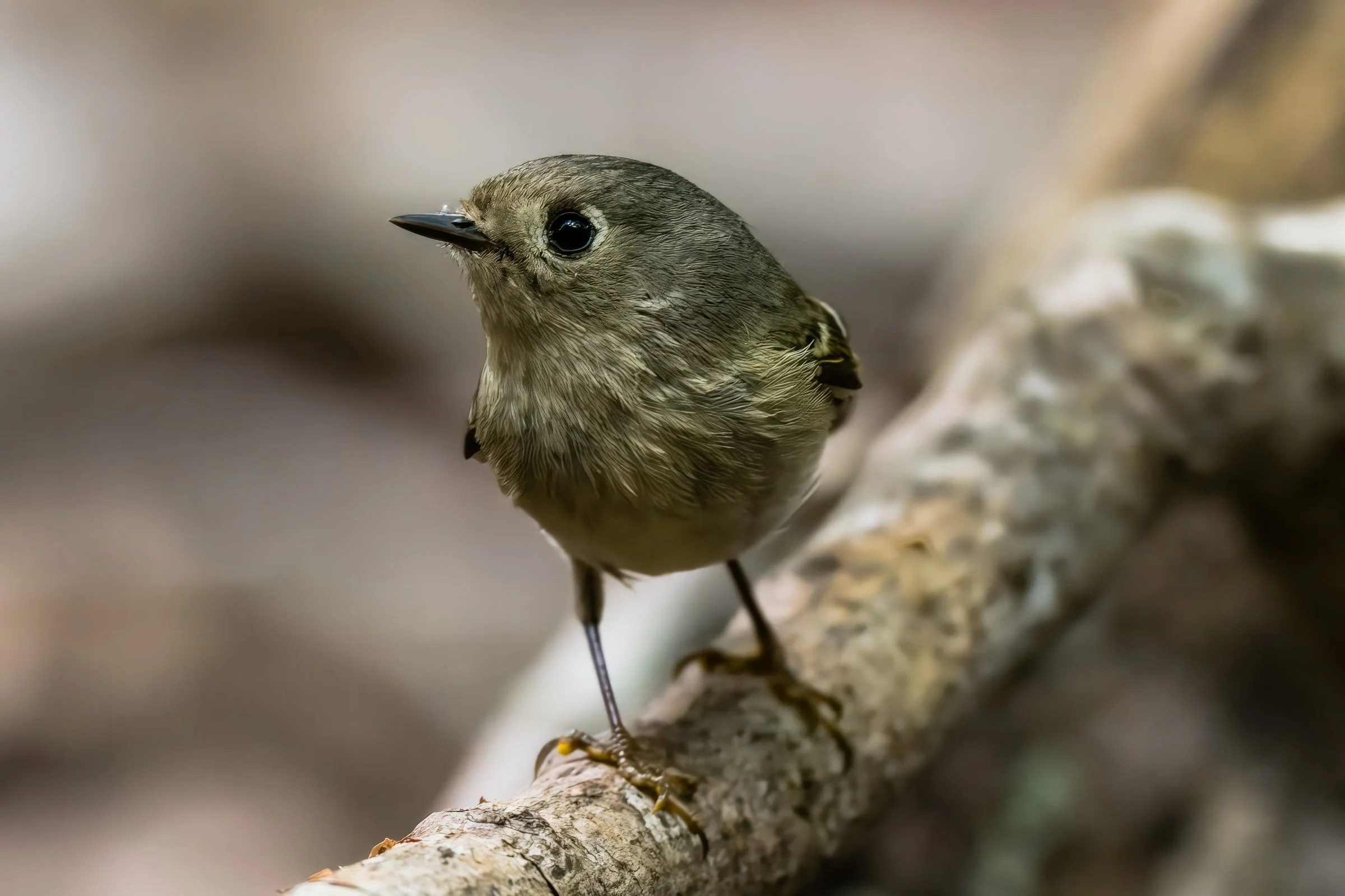 Ruby-crowned Kinglet