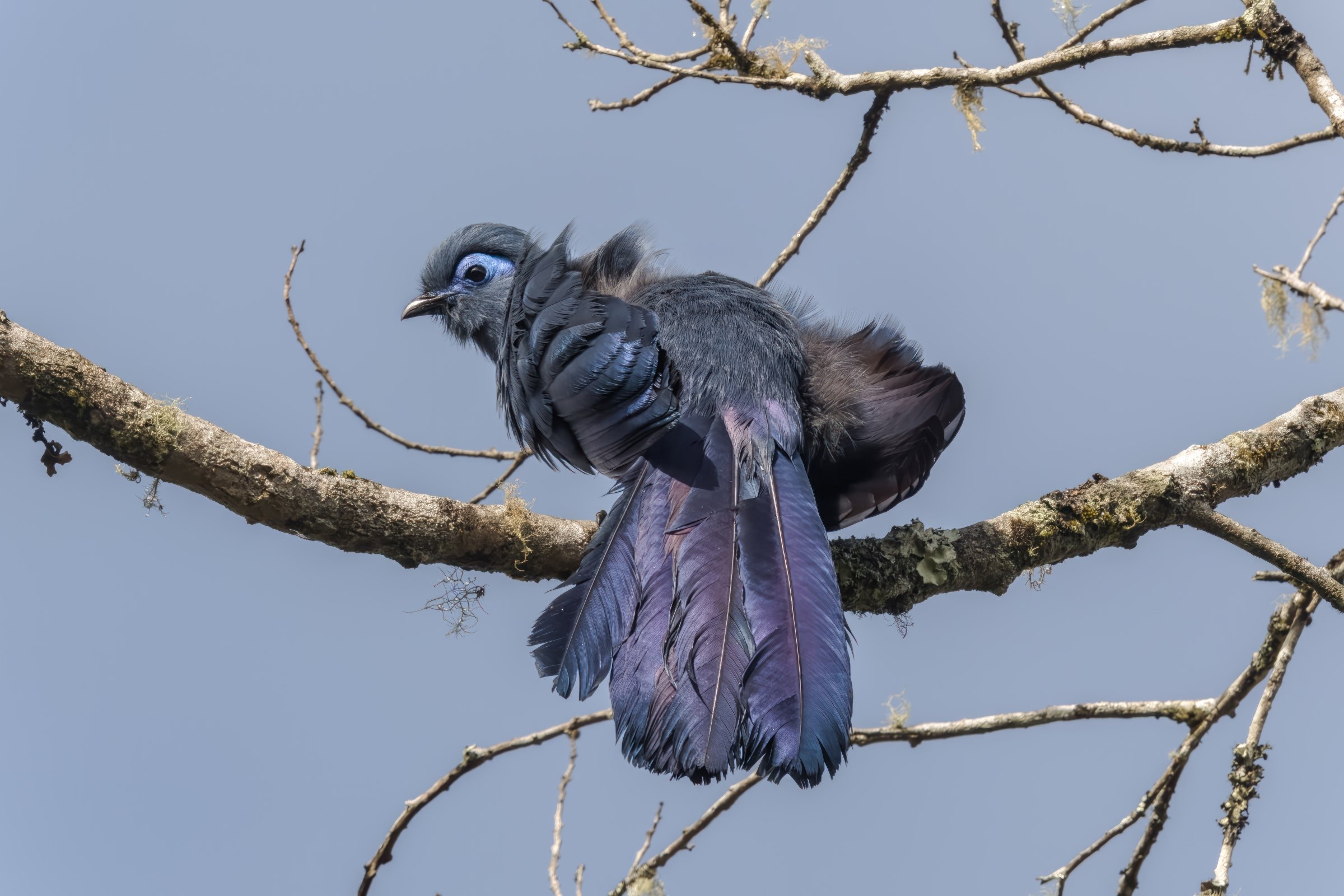 Blue Coua