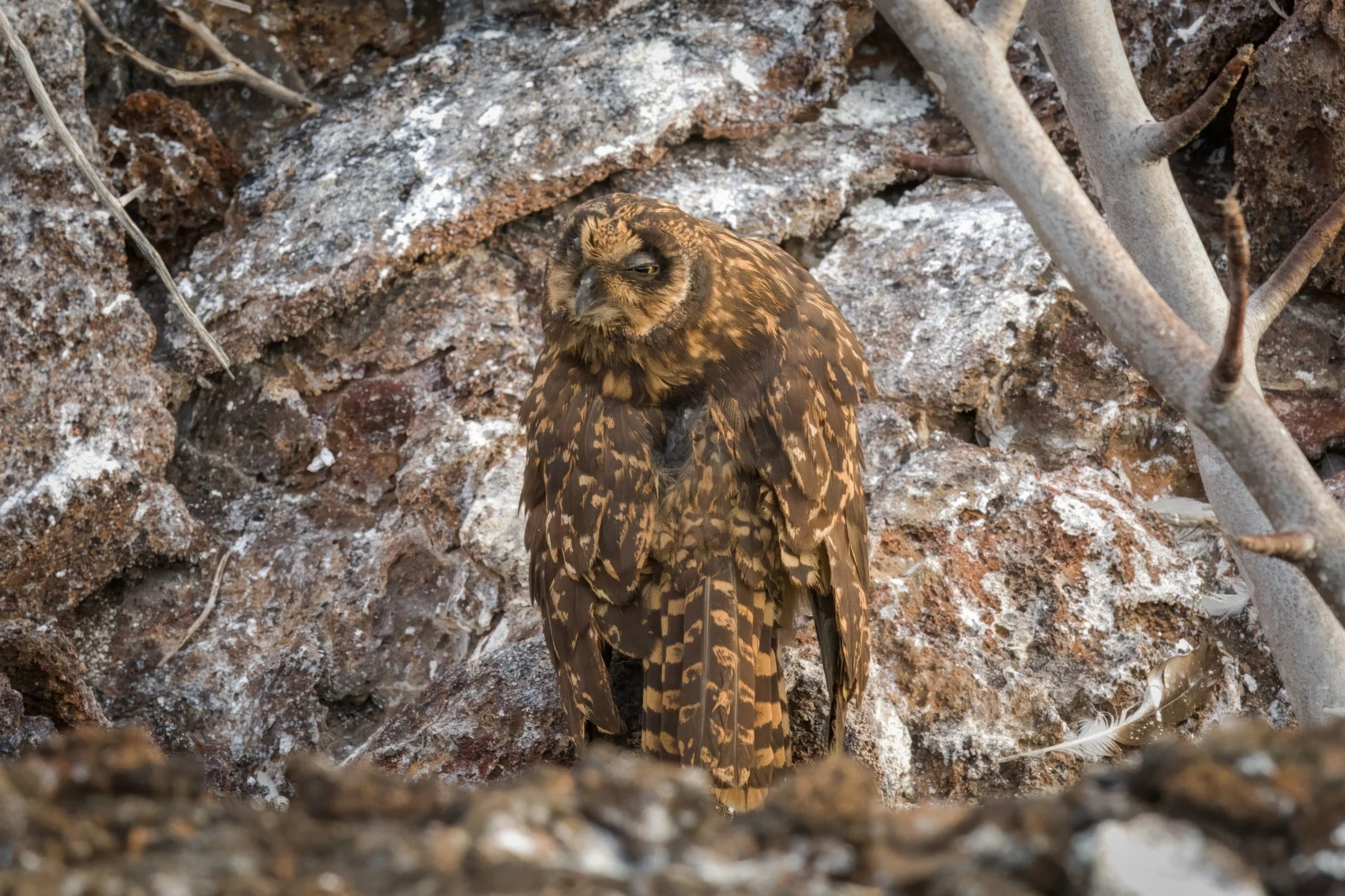 Galapagos Short-eared Owl