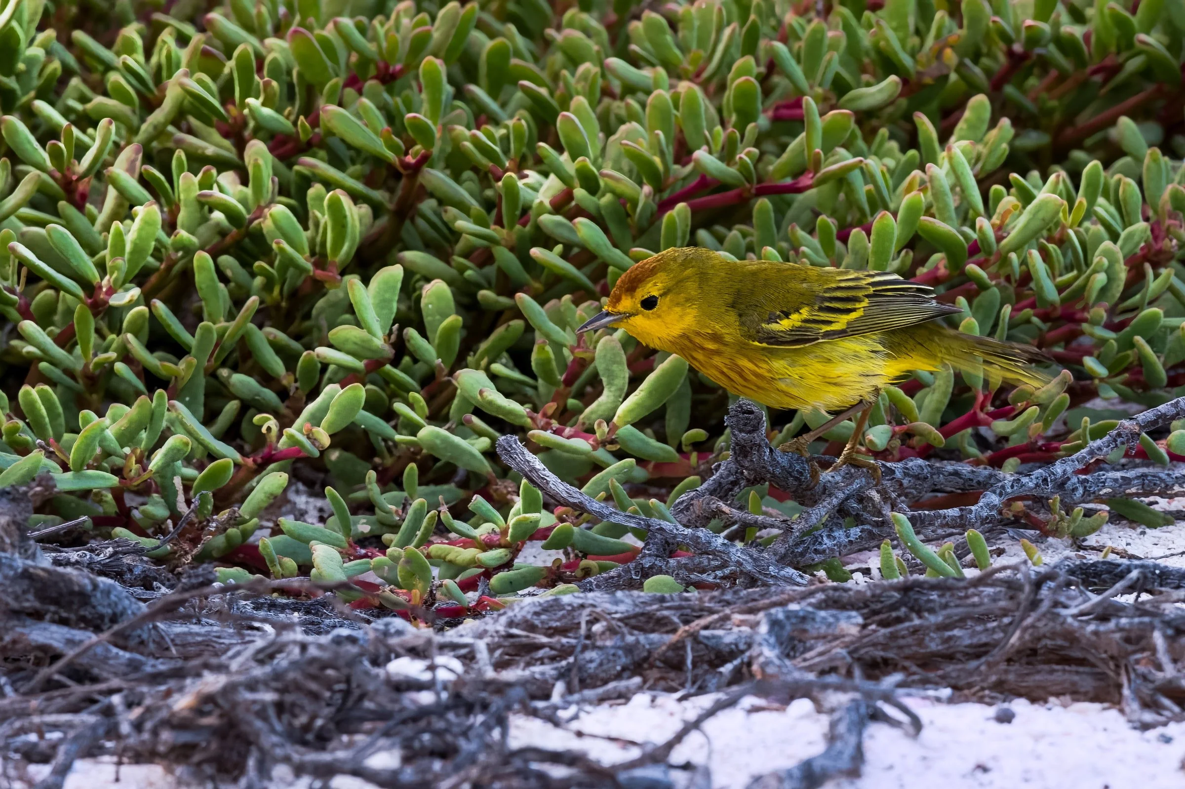 Mangrove Yellow Warbler