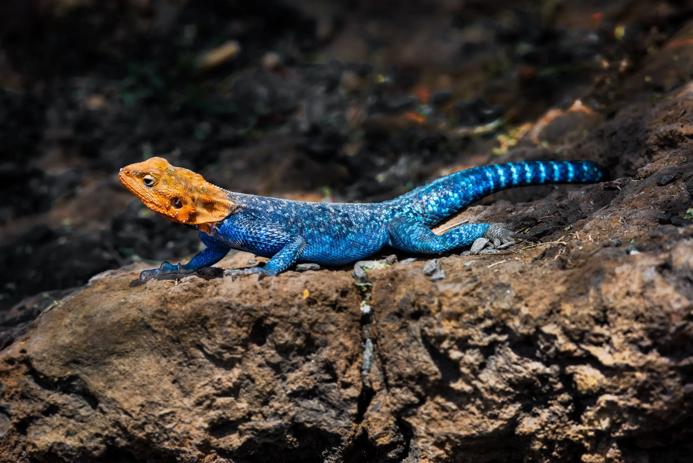 Rainbow Agama