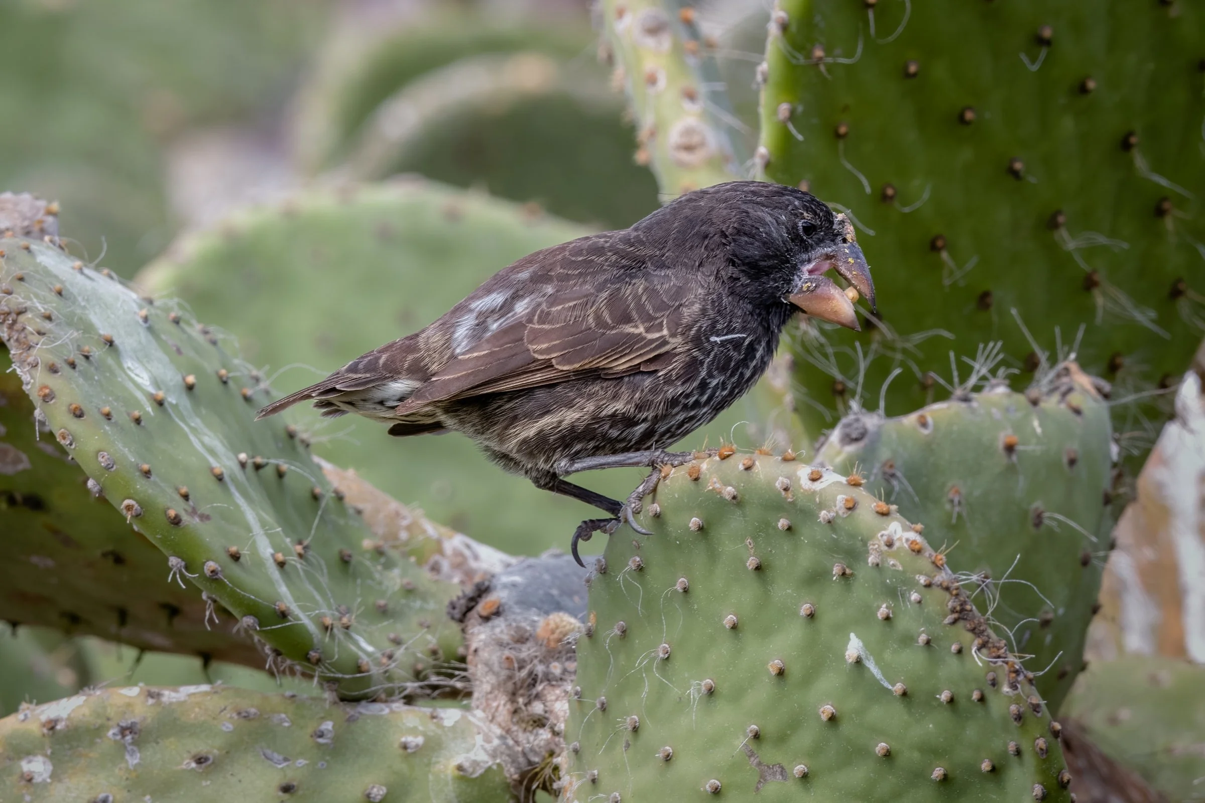 Genovesa Cactus Finch