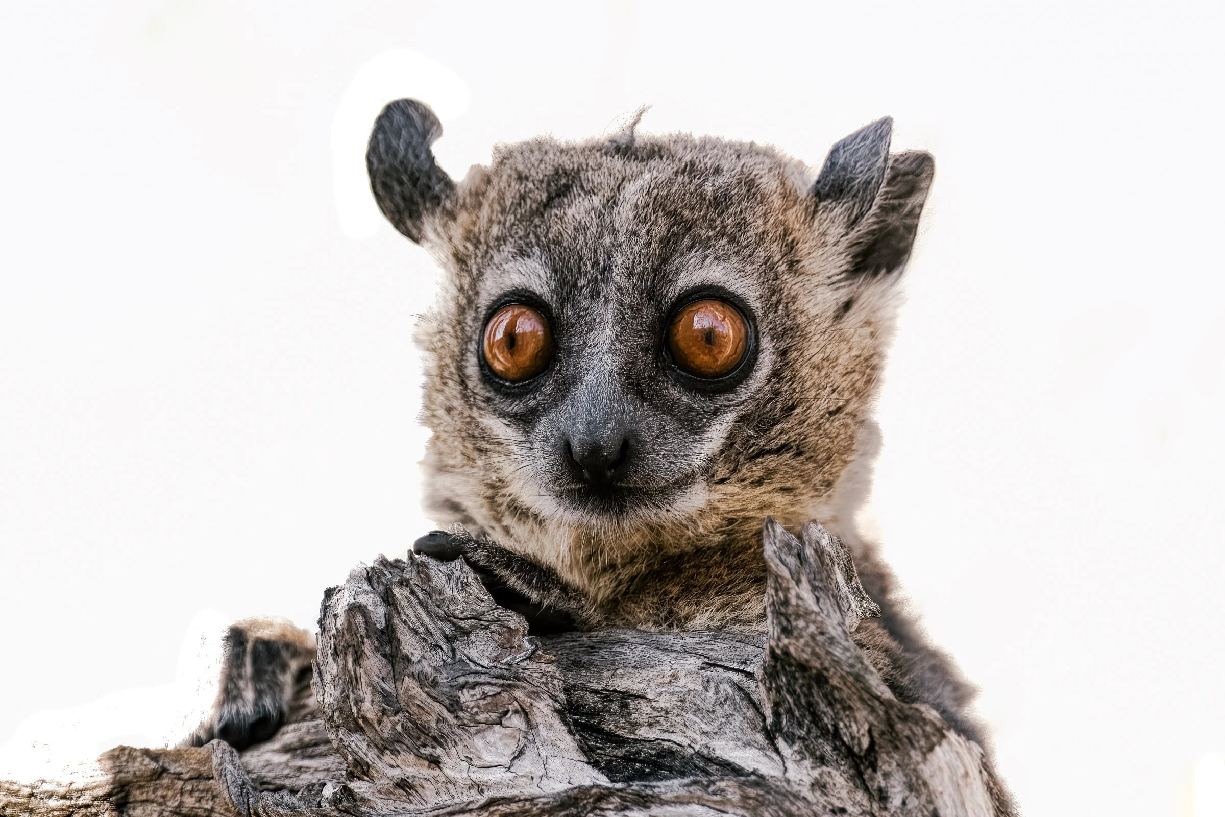 Ankarana Sportive Lemur