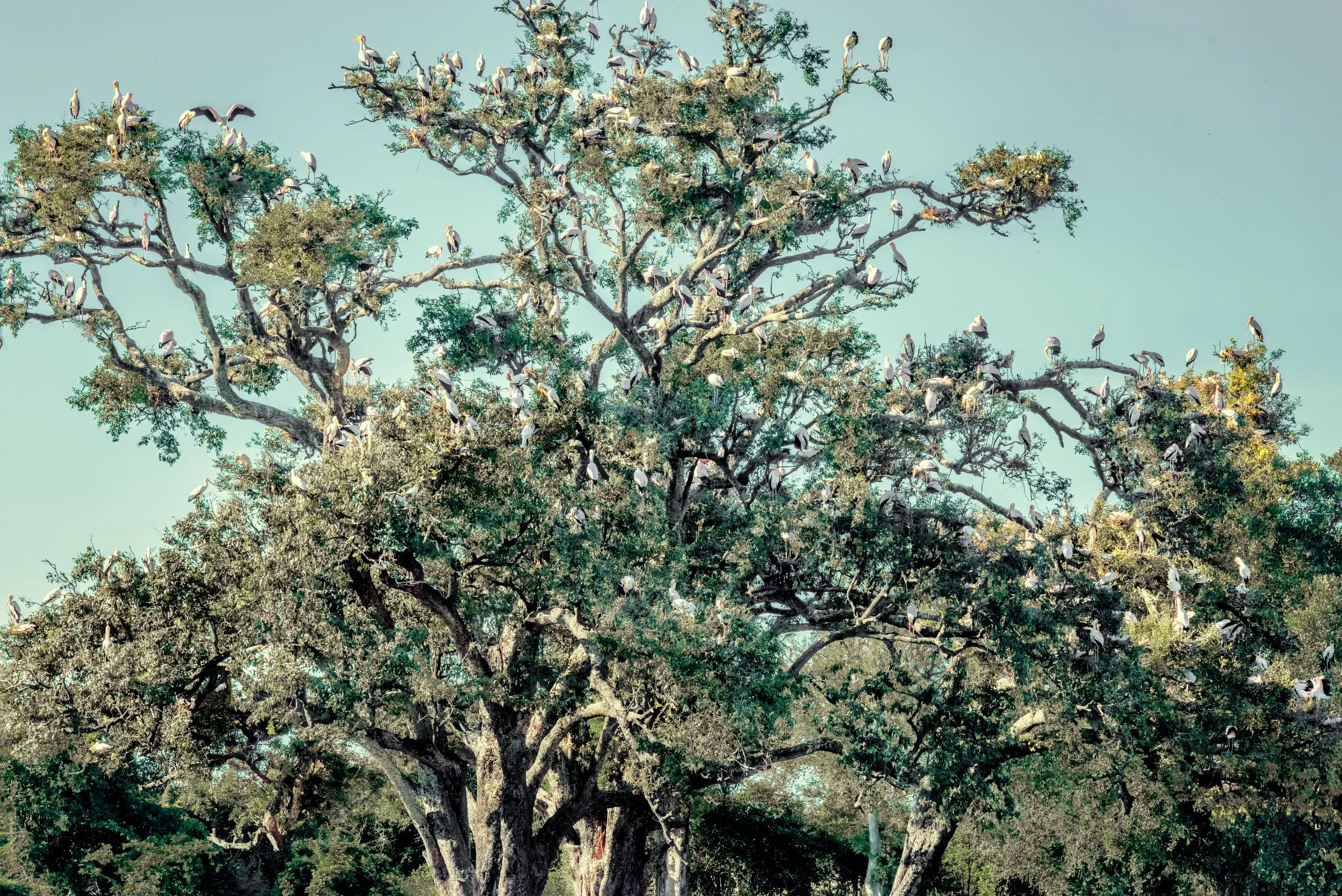 _8108247-DeNoiseAI-raw-Edit.jpg