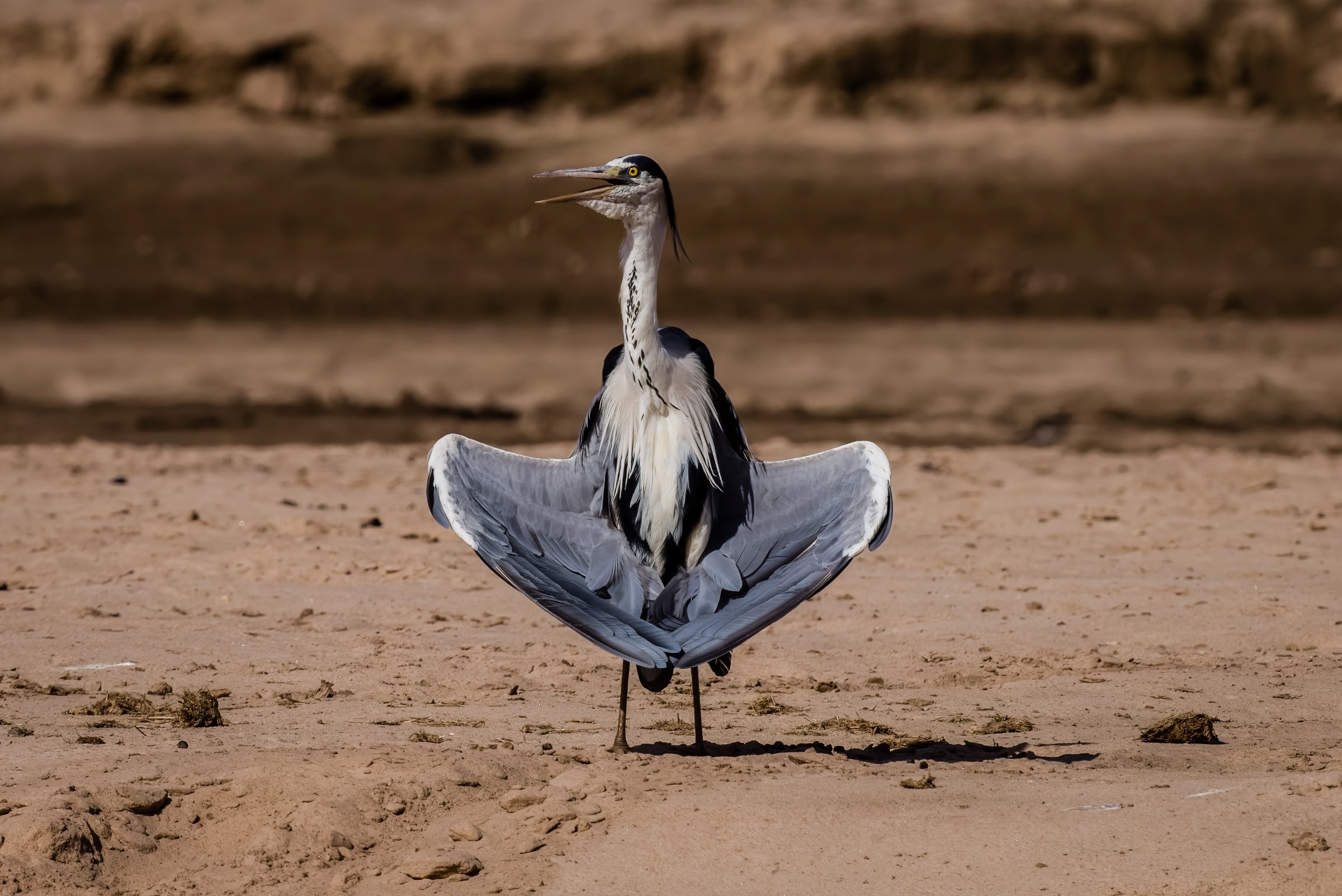 Great Blue Sunning in a "delta wing" posture
