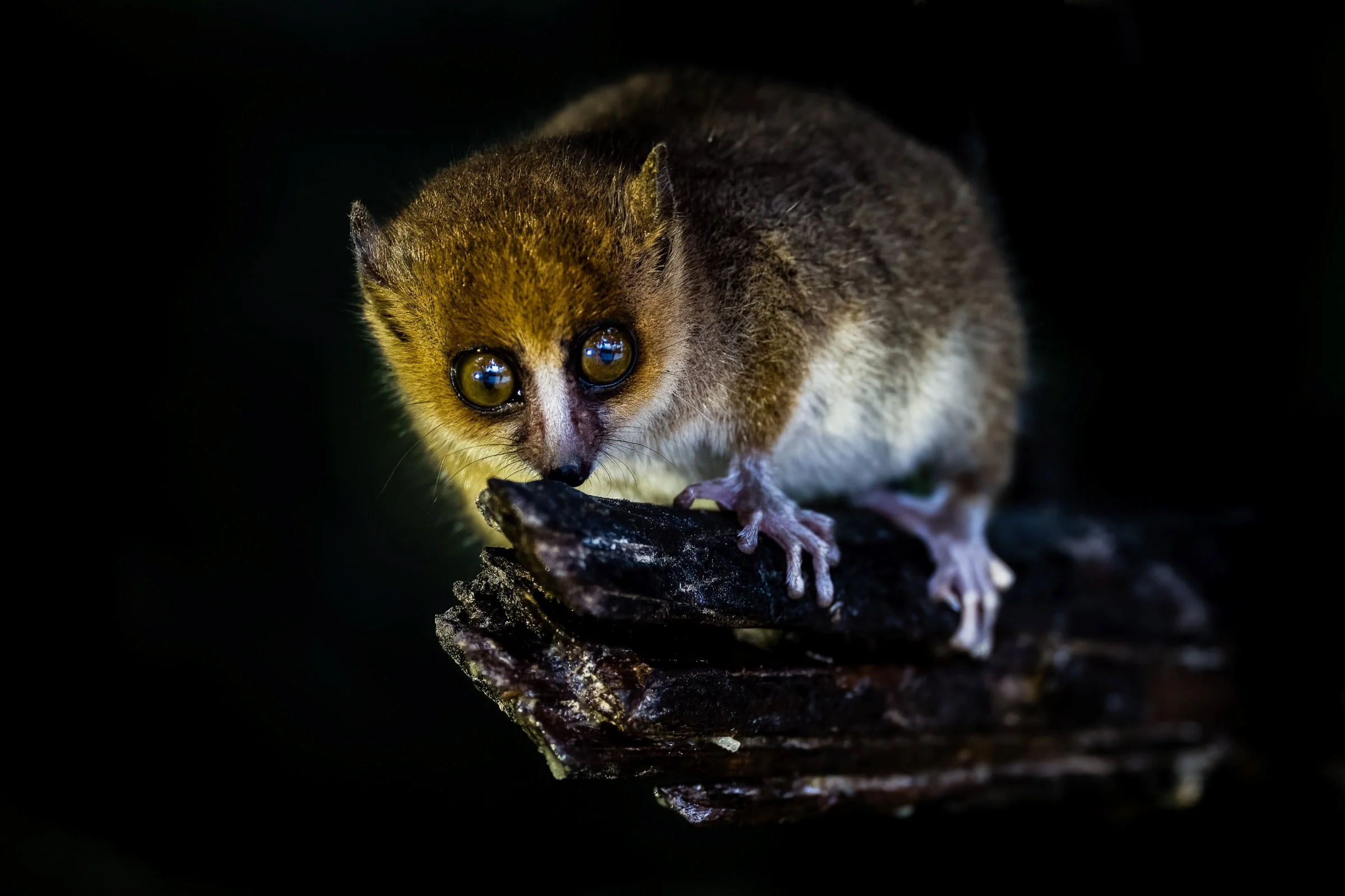 Mouse Lemur