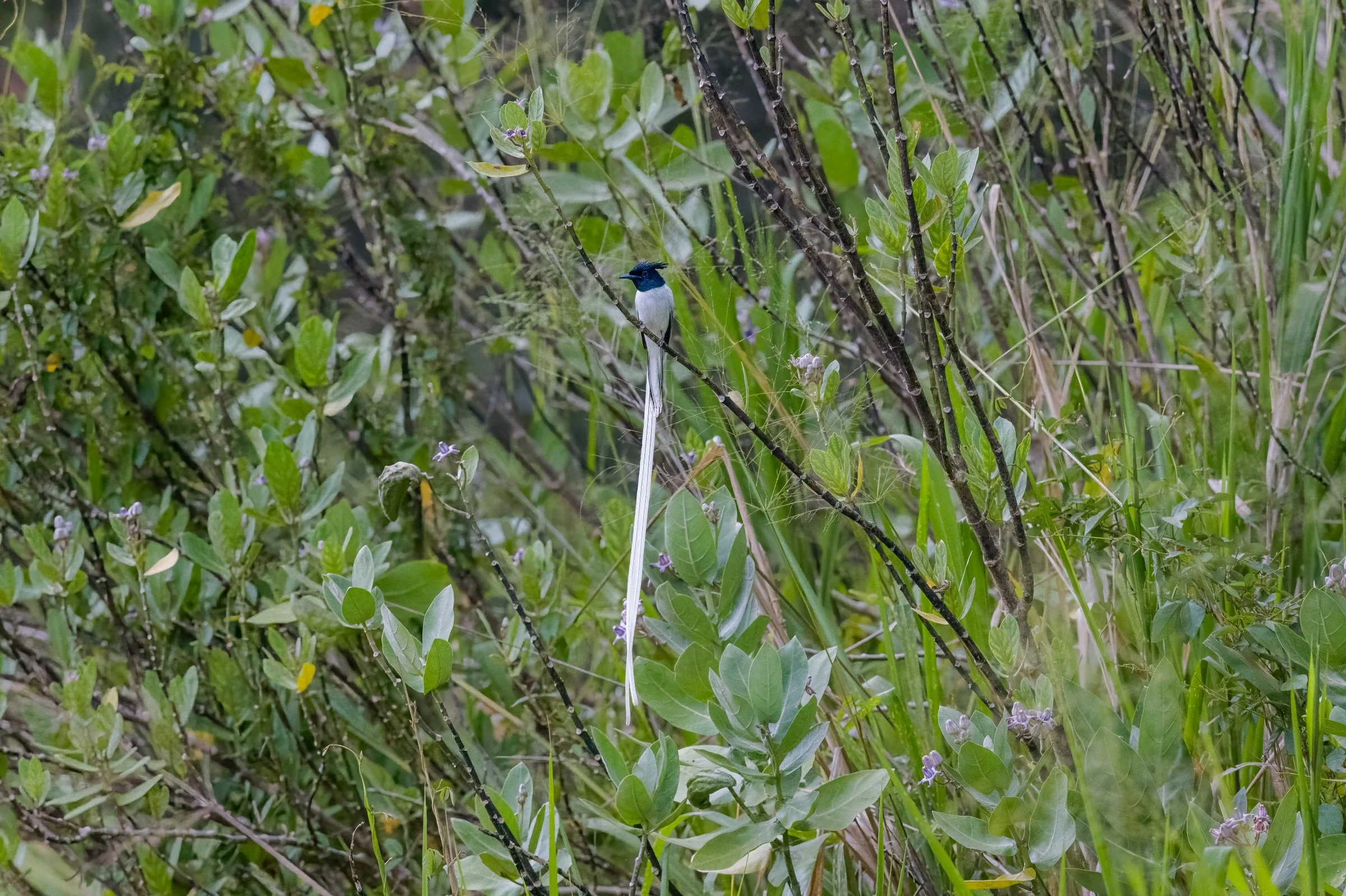 Indian Paradise Flycatcher