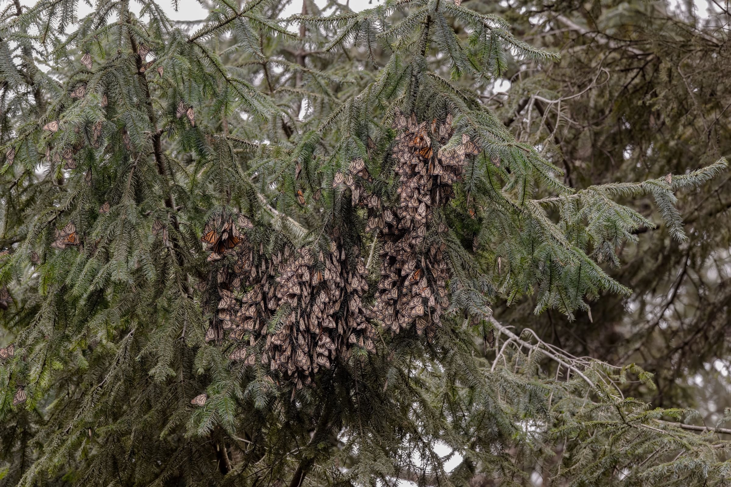 Monarchs hunkering down on Cloud Day 