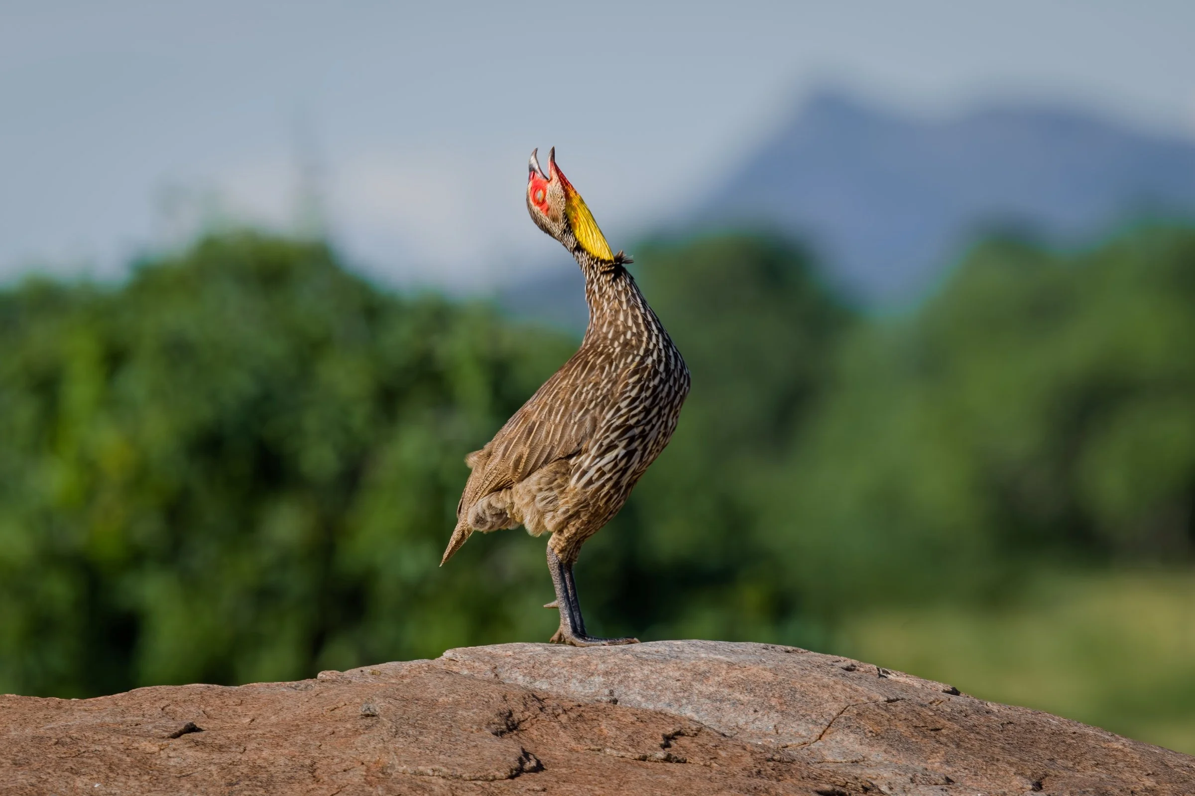 Yellow-necked Spurfowl