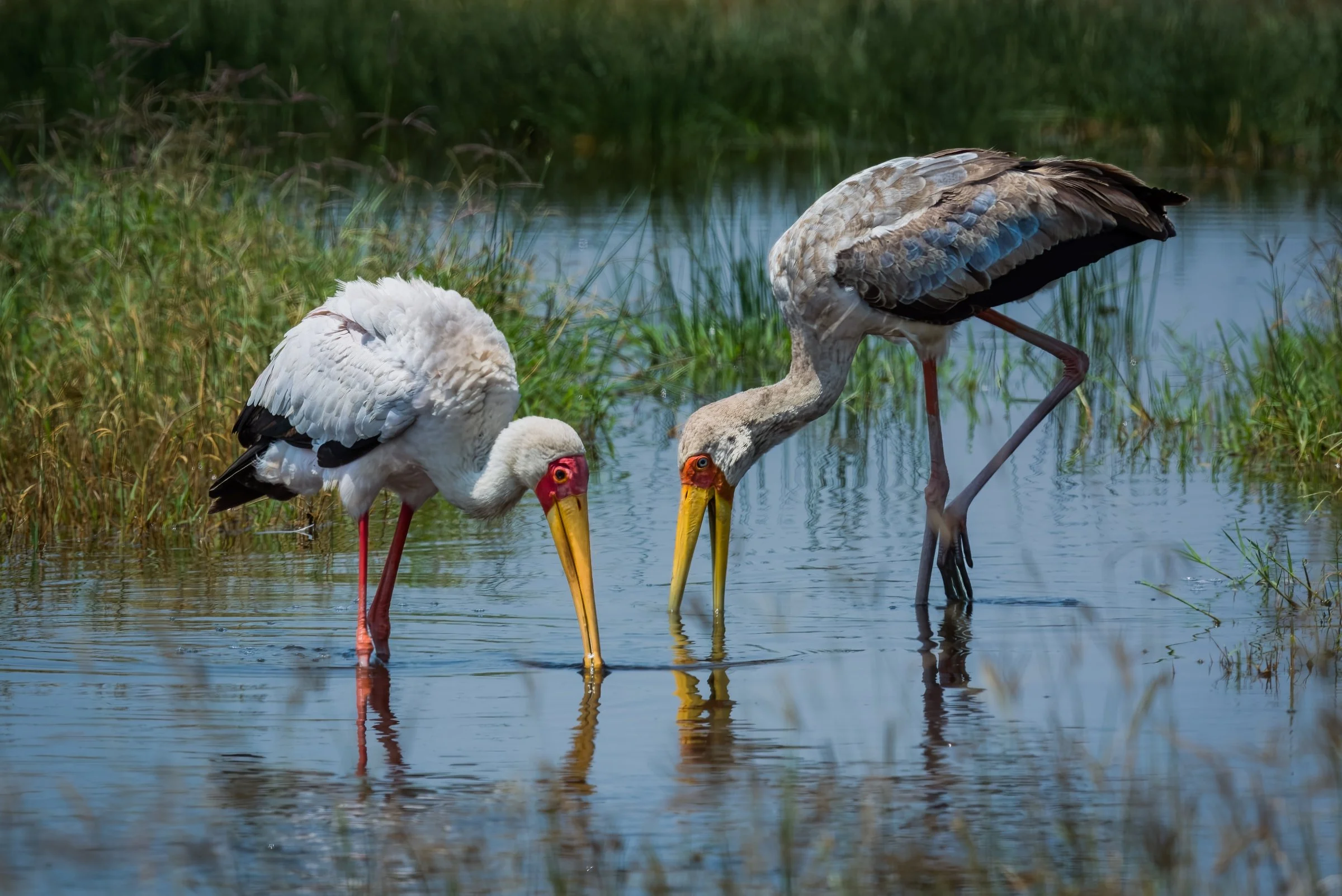 Yellow-billed Stork