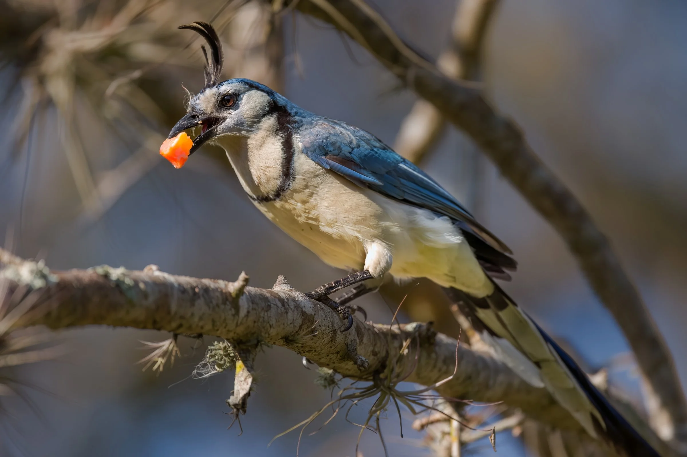 White-throated Magpie-Jay