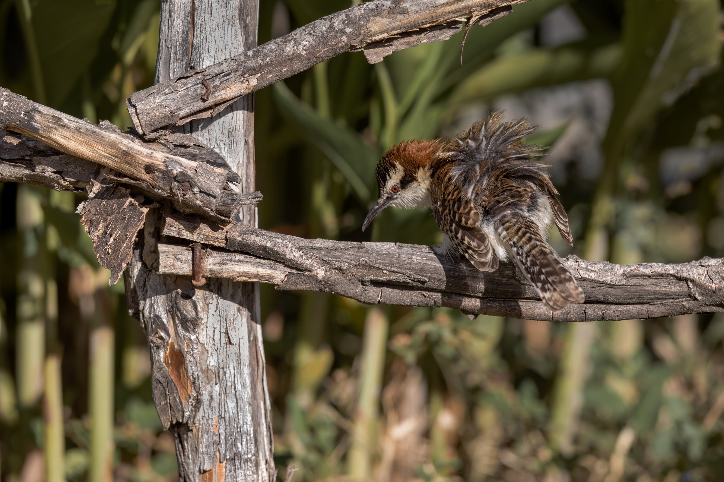 Rufous-backed Wren