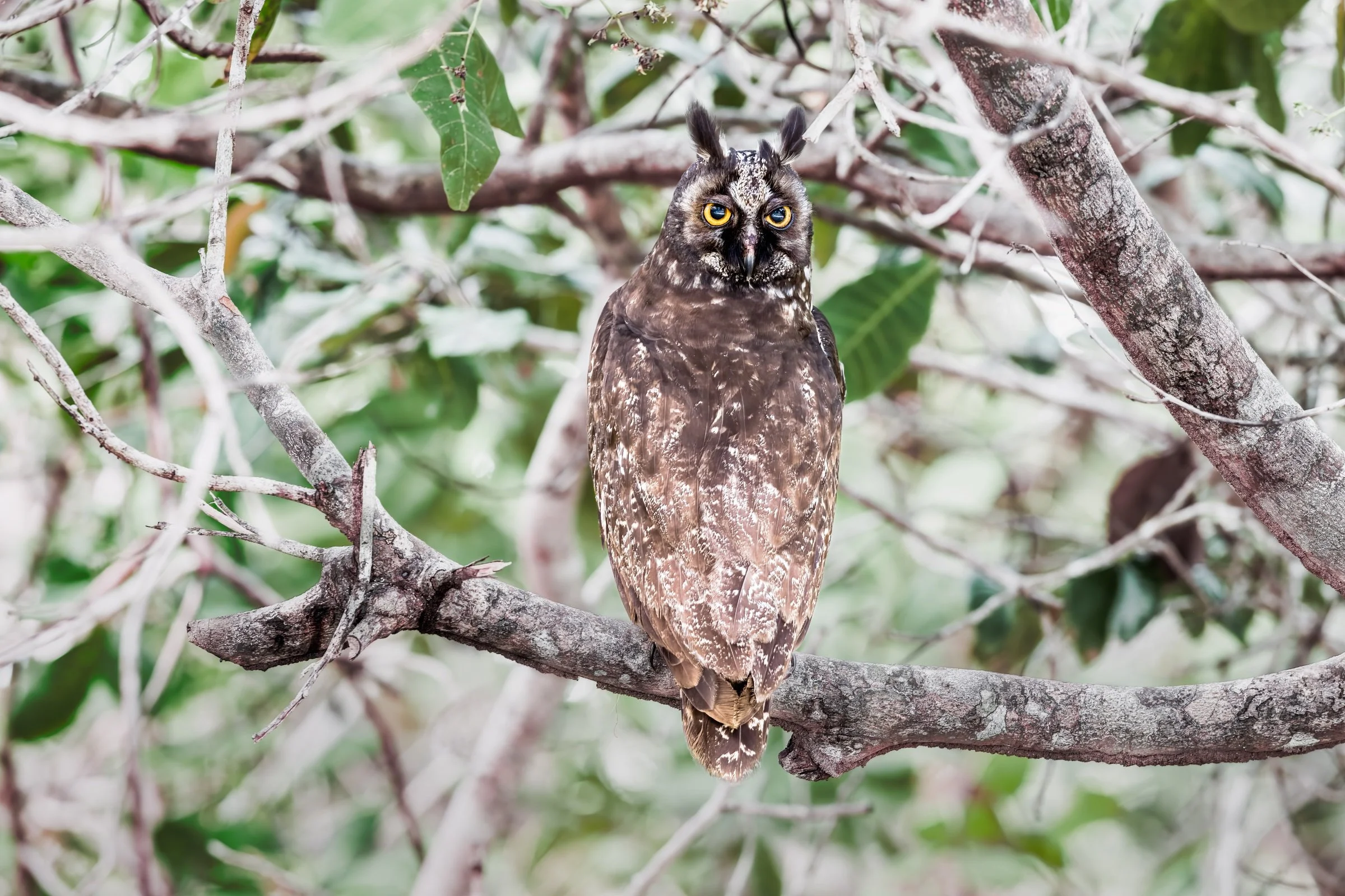 Stygian Owl