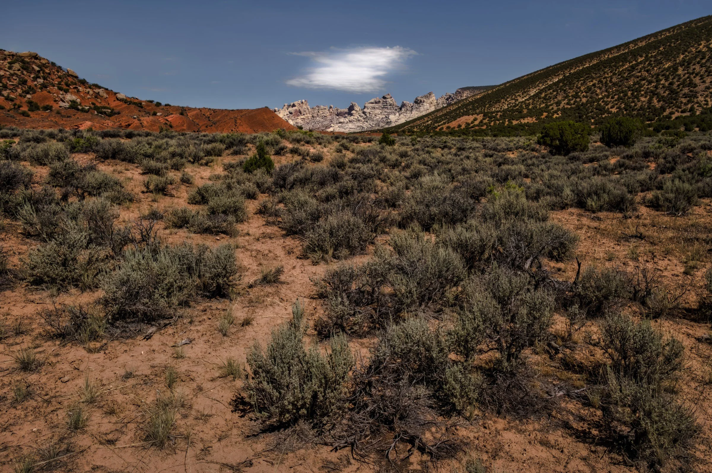 L1008986-DeNoiseAI-raw-Edit.jpg
