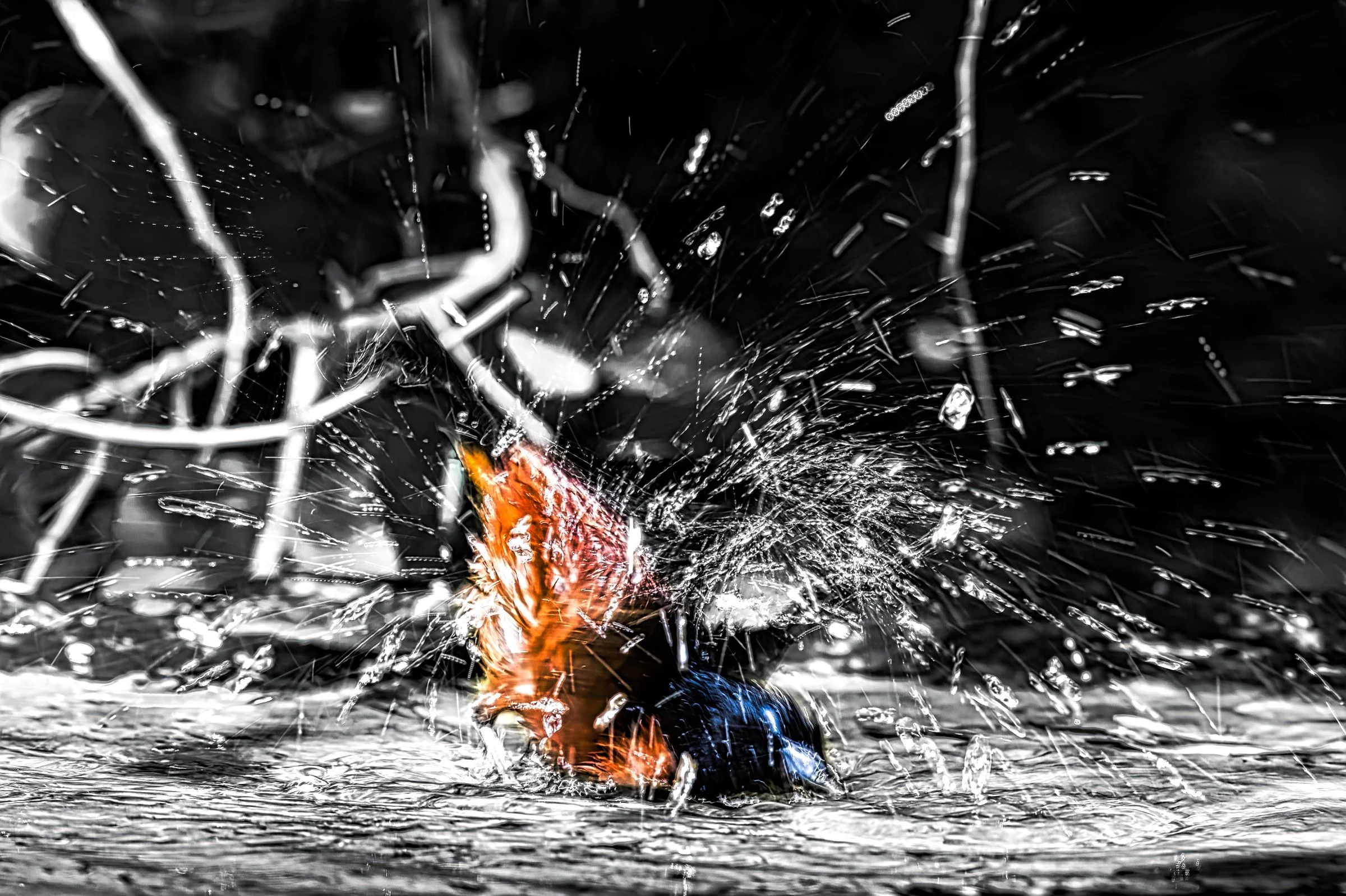 Orchard Oriole - Sabine Woods 2019