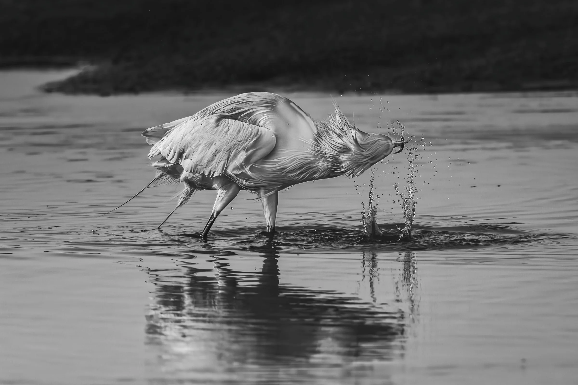 _8506578-DeNoiseAI-raw-Edit.jpg
