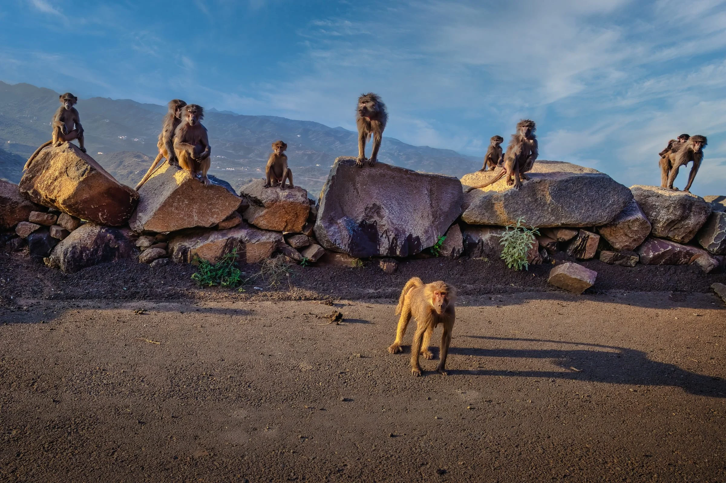 Baboons