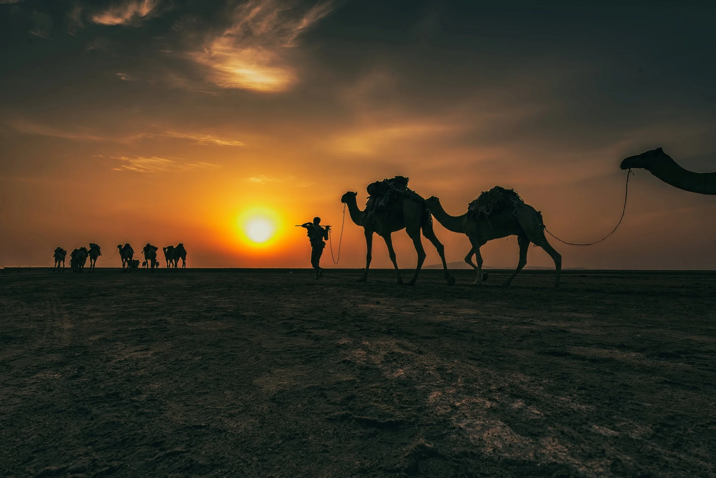 Dusk Camel Caravan from the Salt Plains of the Afar Depression