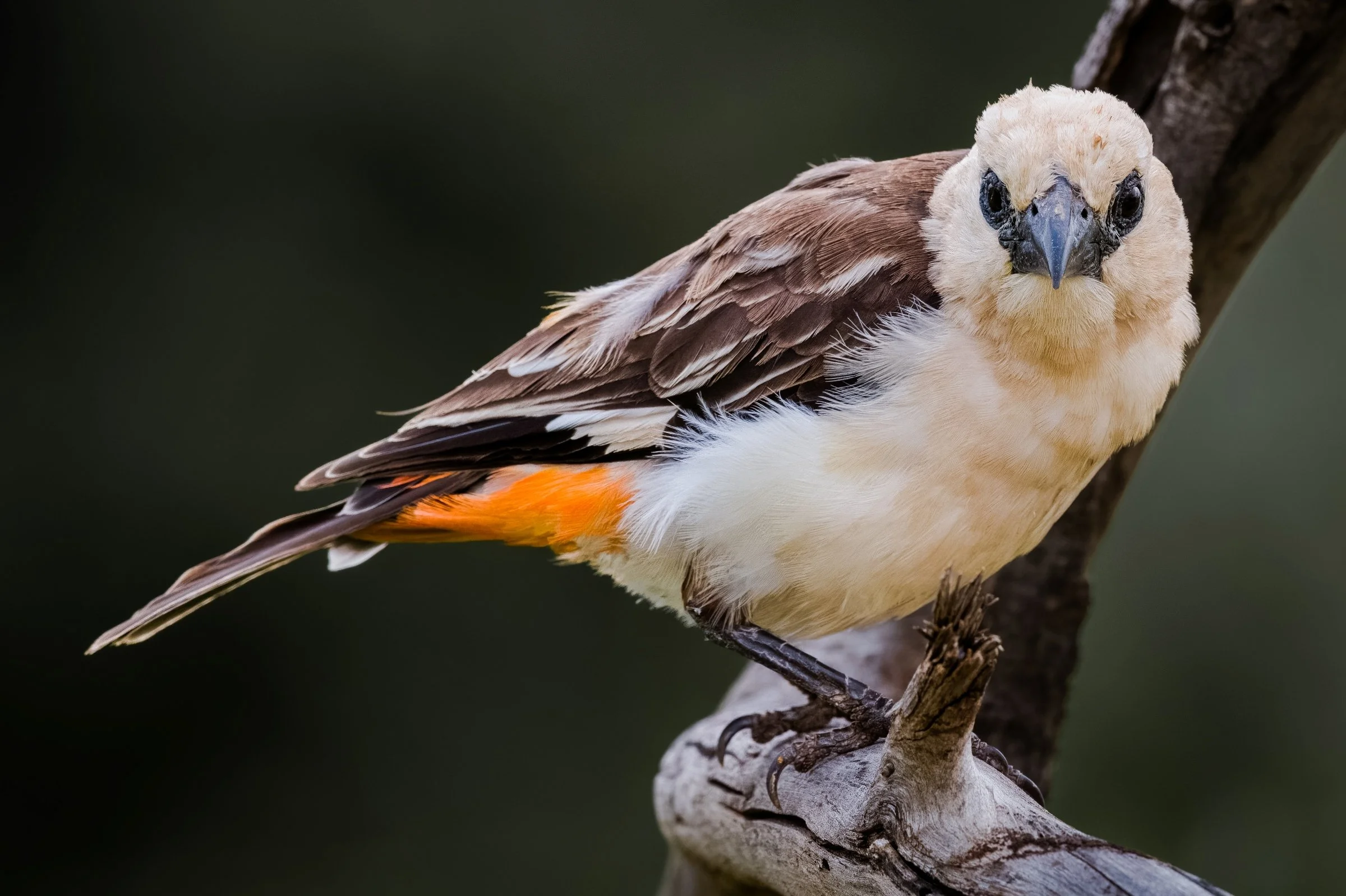 Buffalo Weaver