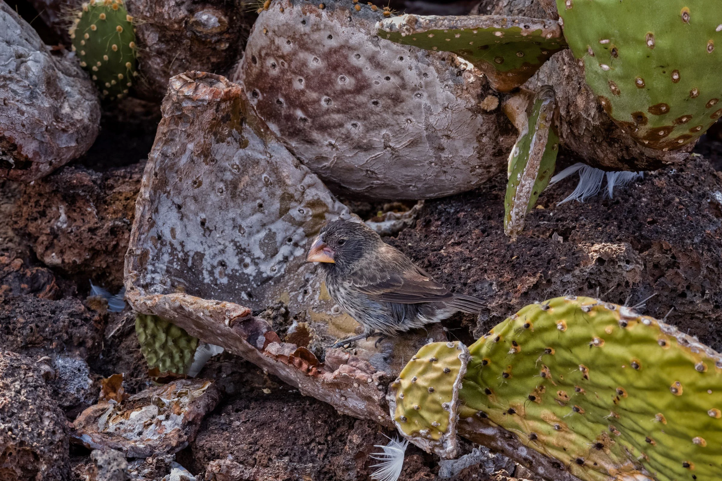 Medium Ground Finch 11/29/2017