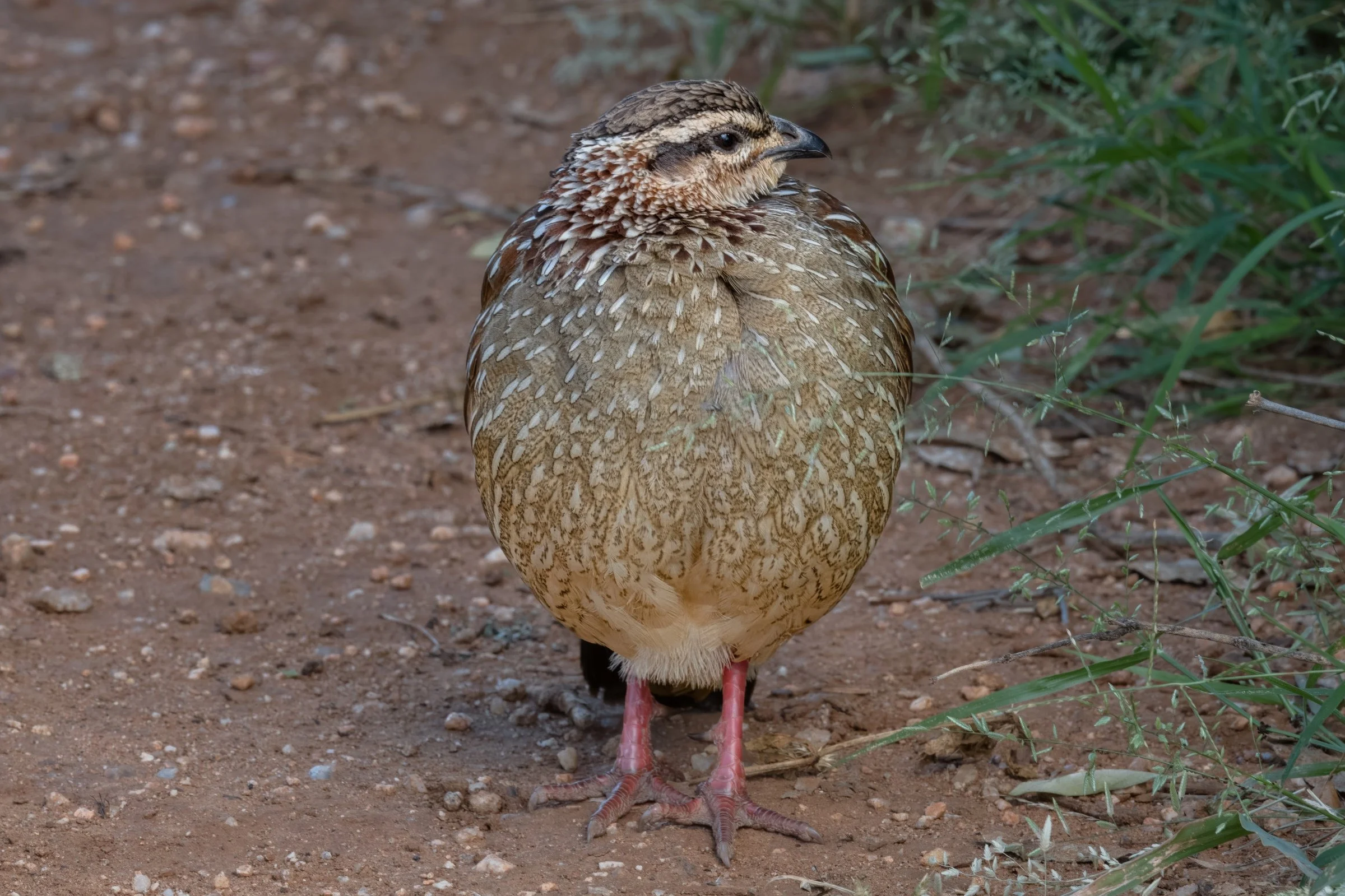 _8505487-DeNoiseAI-raw-Edit.jpg