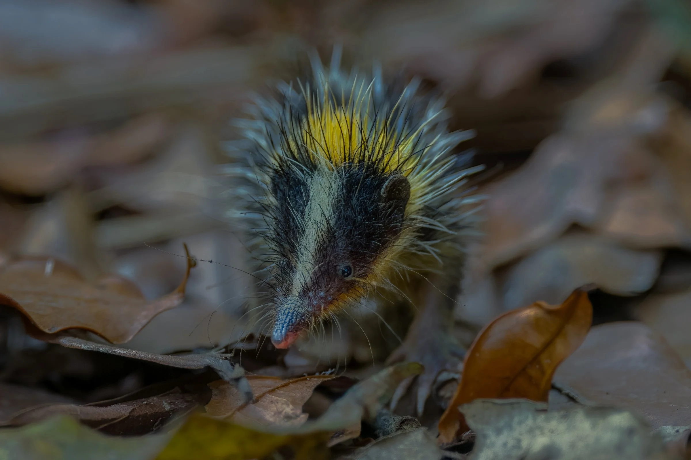 Lowland Streaked Tenrec