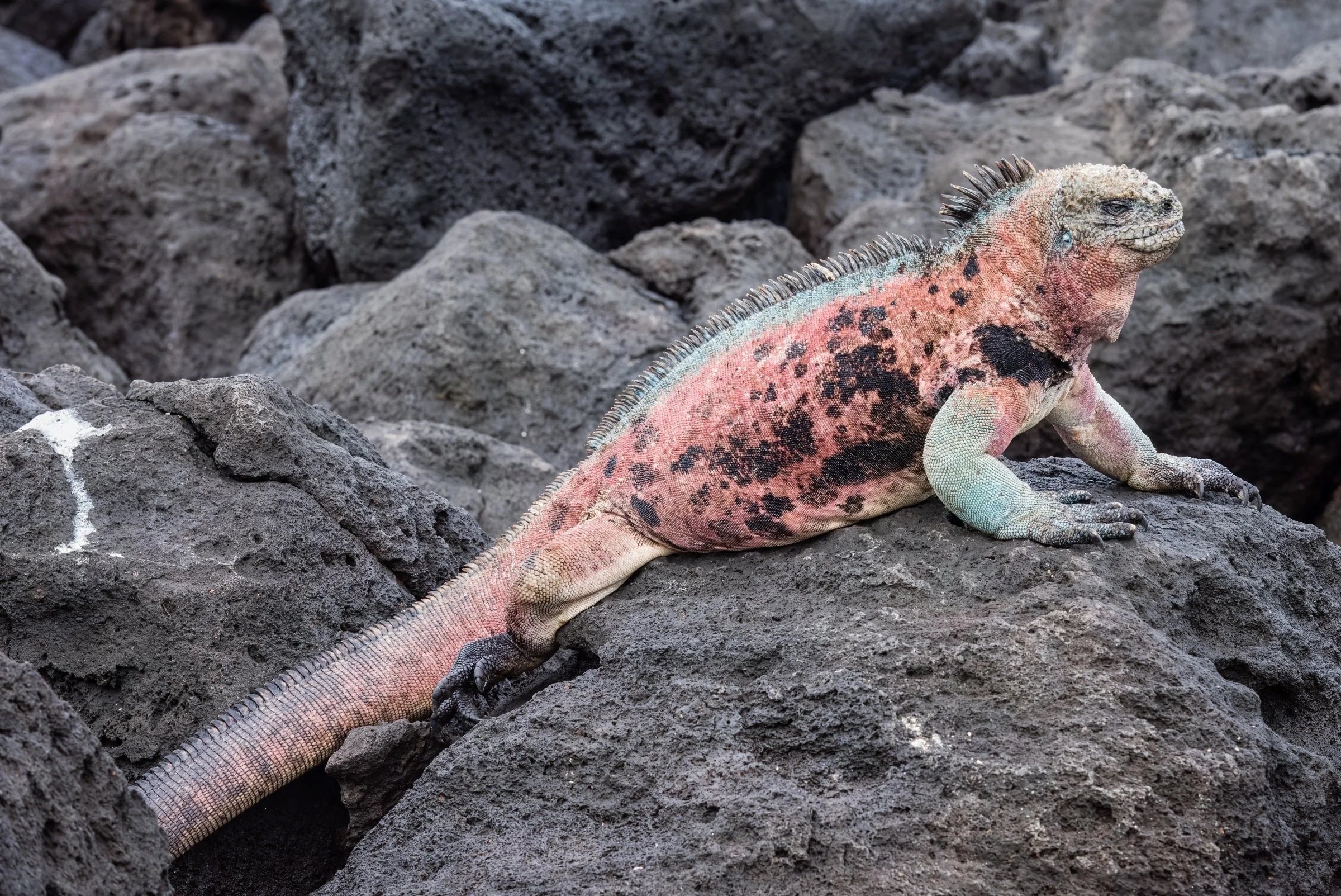Marine Iguana