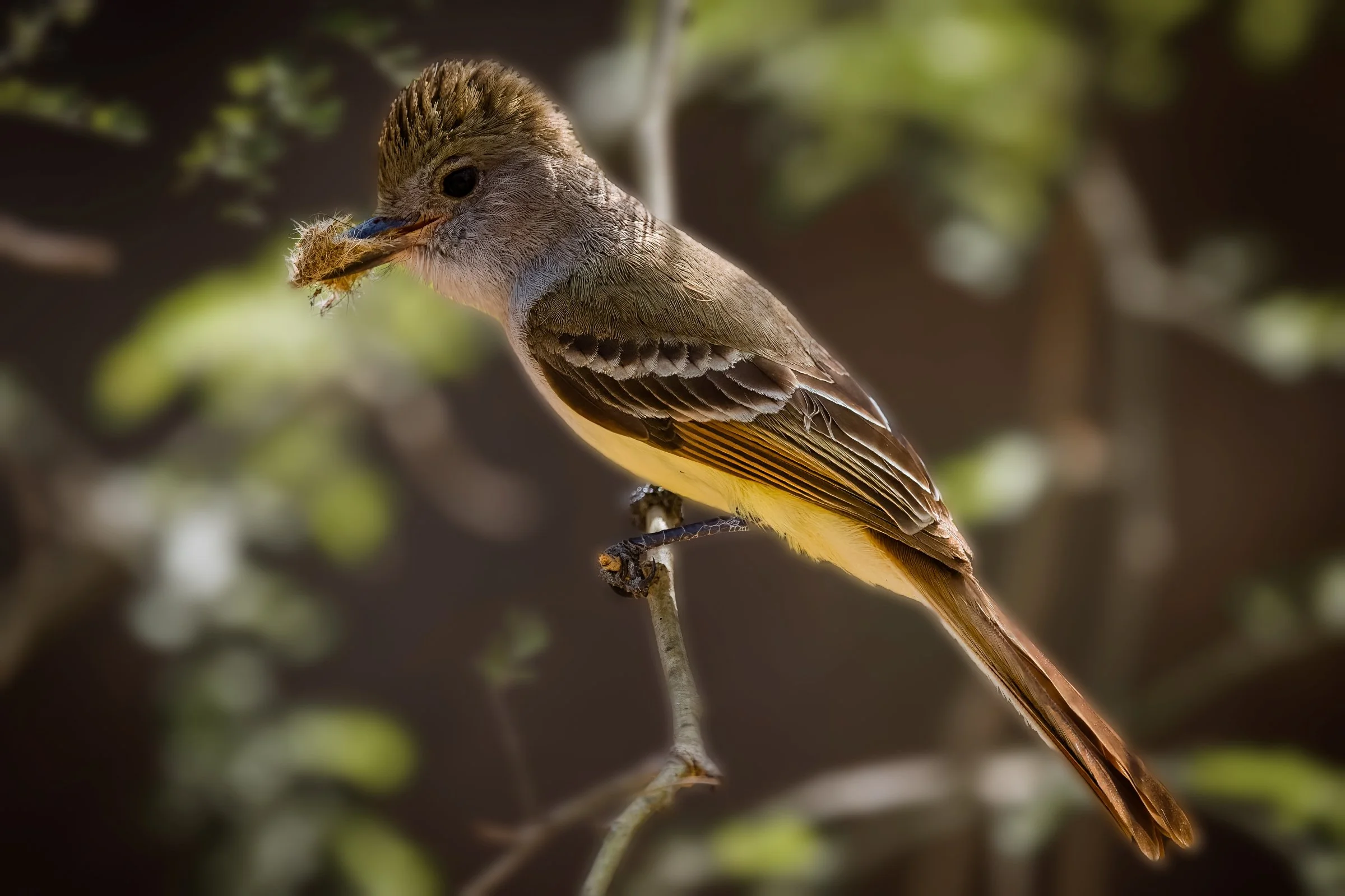 Brown Crested Flycatcher