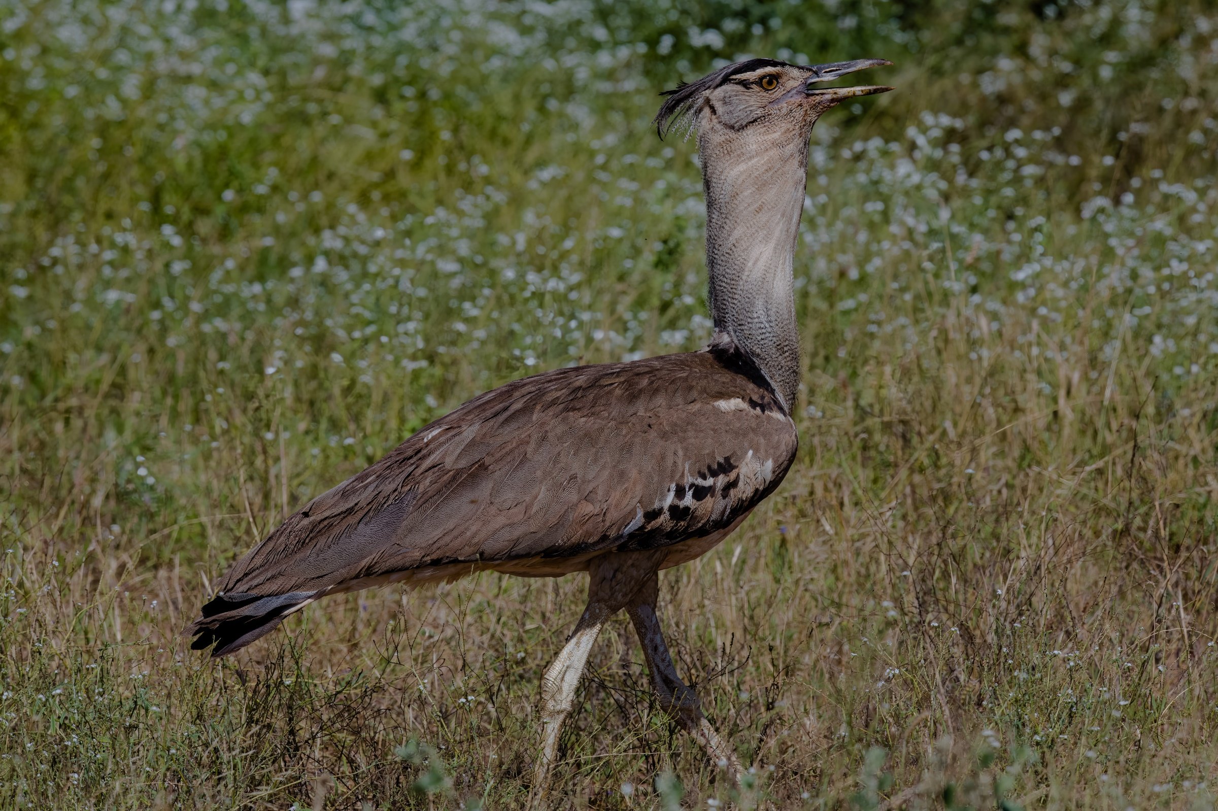 Buff-crested Bustard