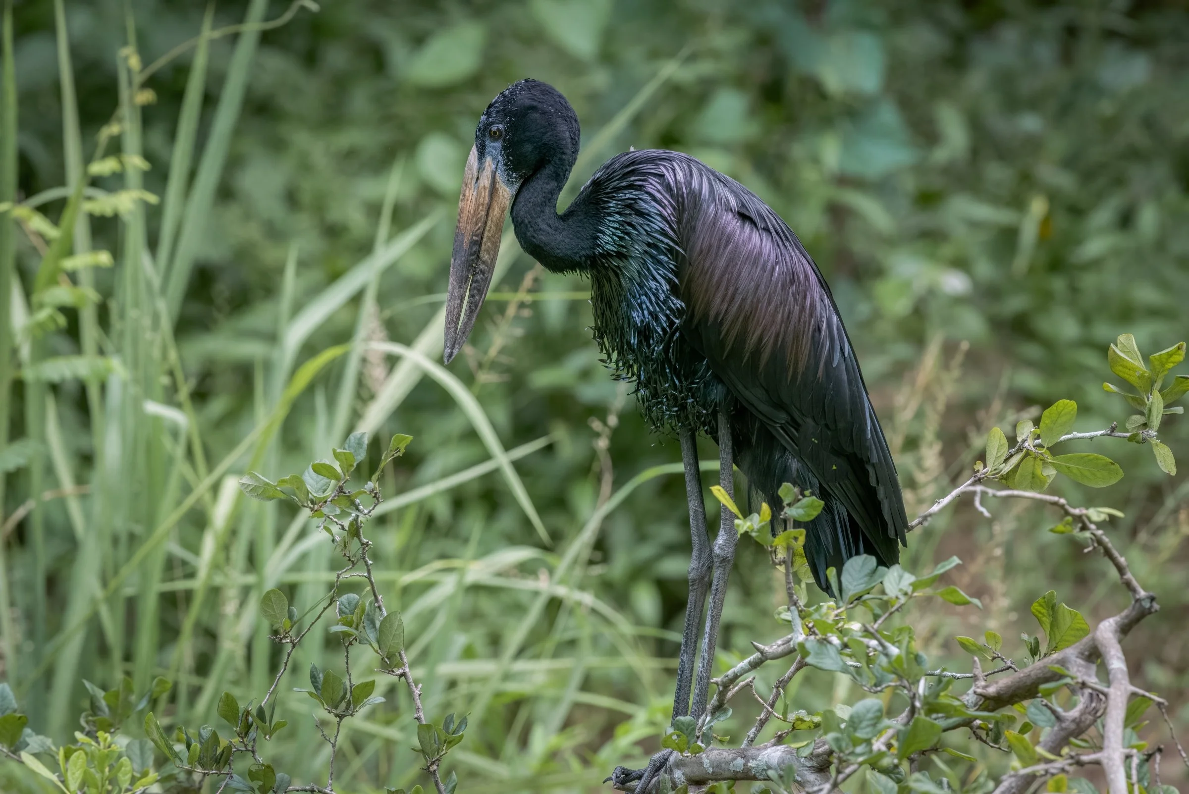 African Openbill Stork