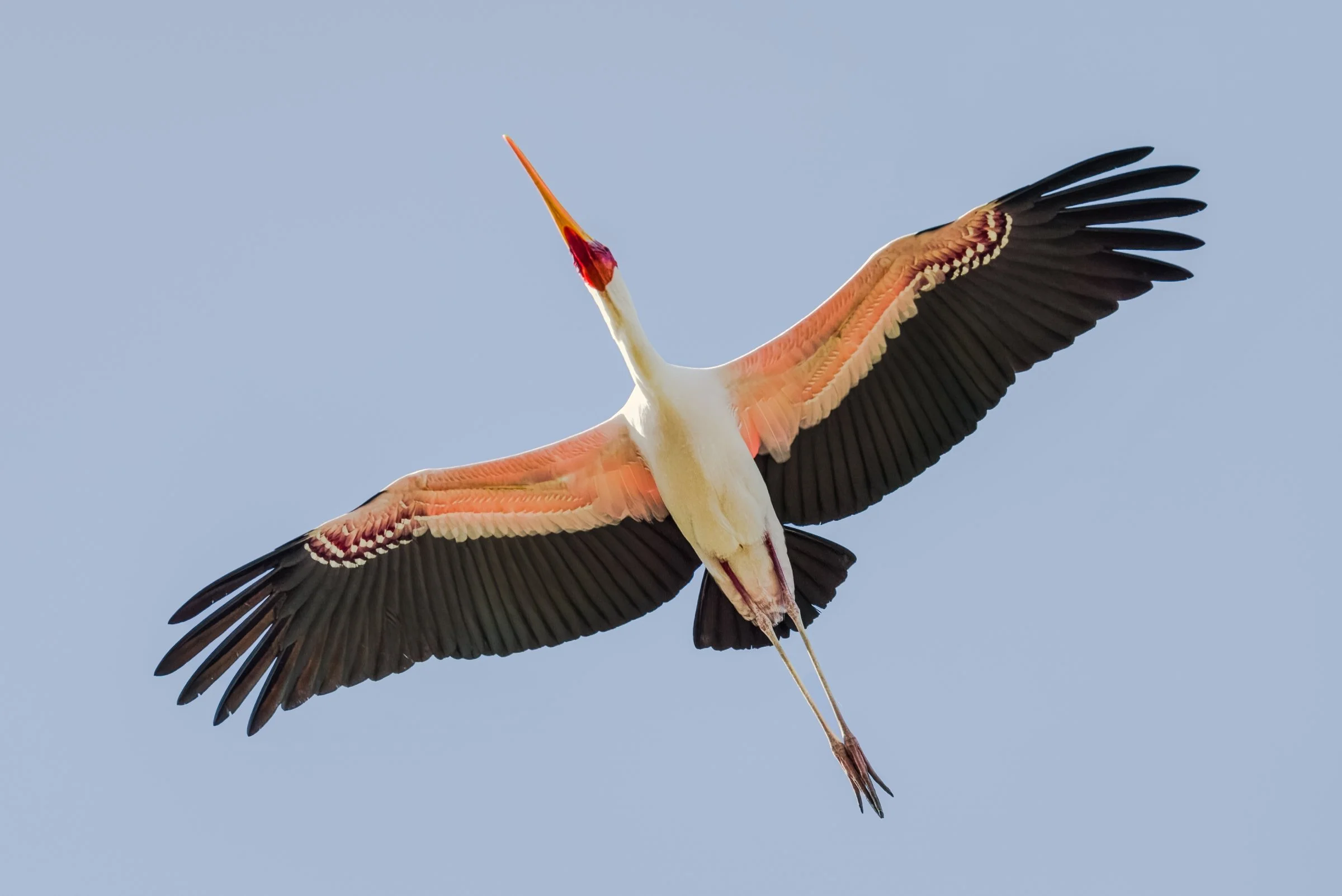 _8109201-DeNoiseAI-raw-Edit.jpg
