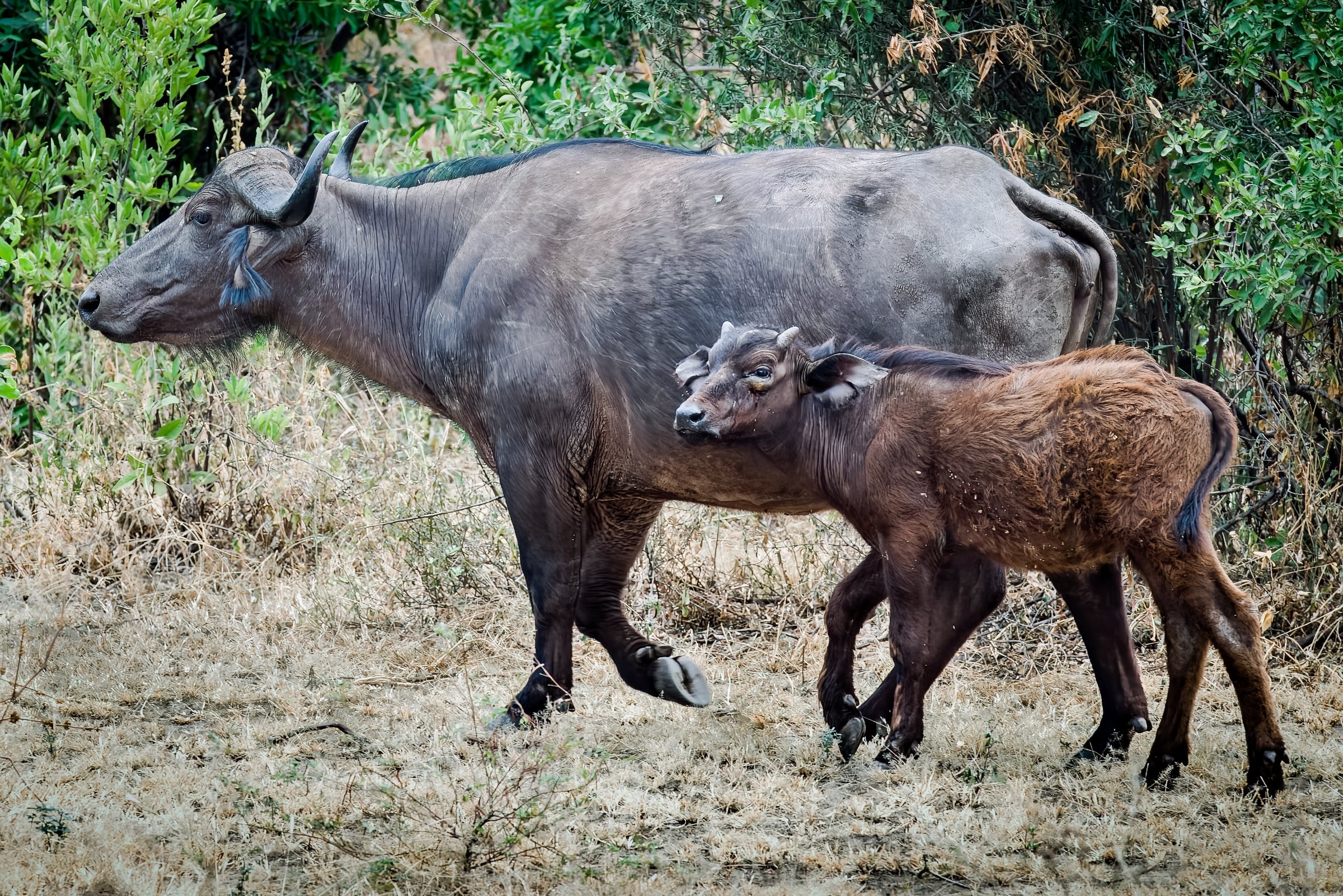 Manyara National Park, Tanzania 2016