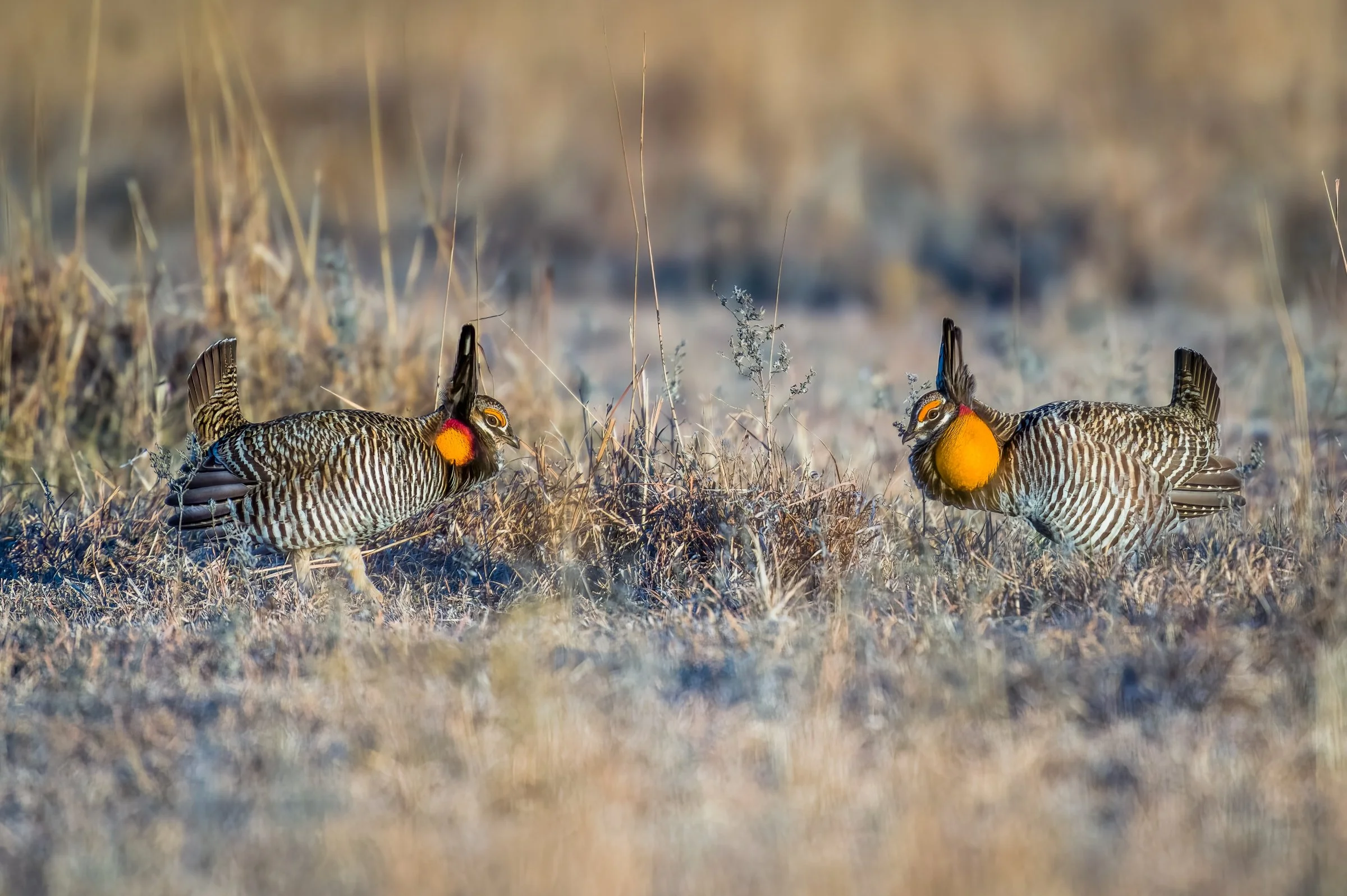 Lesser Prairie Chicken