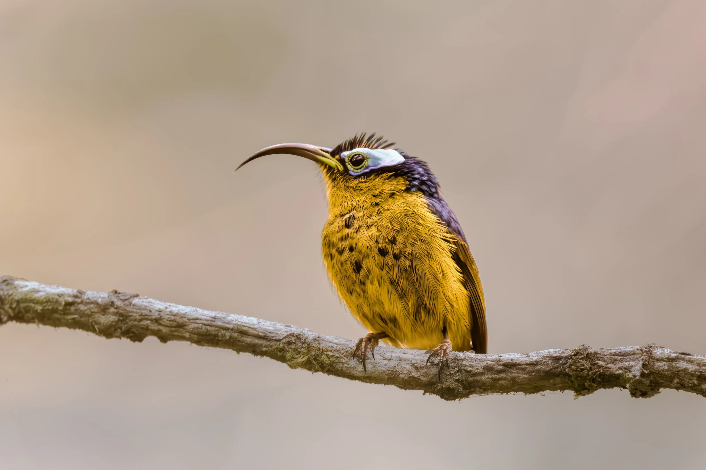 Common Sunbird-Asity