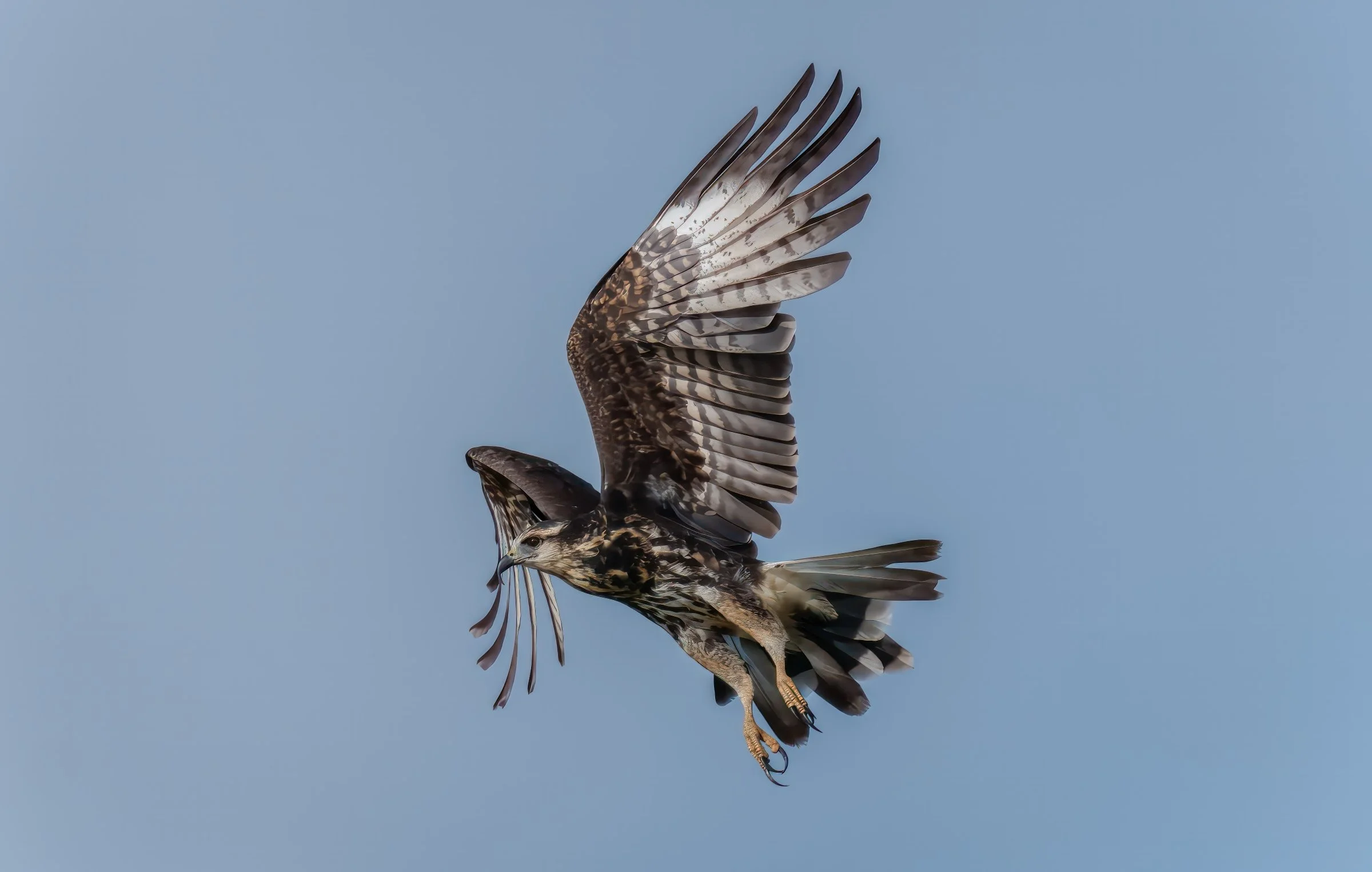 Snail Kite