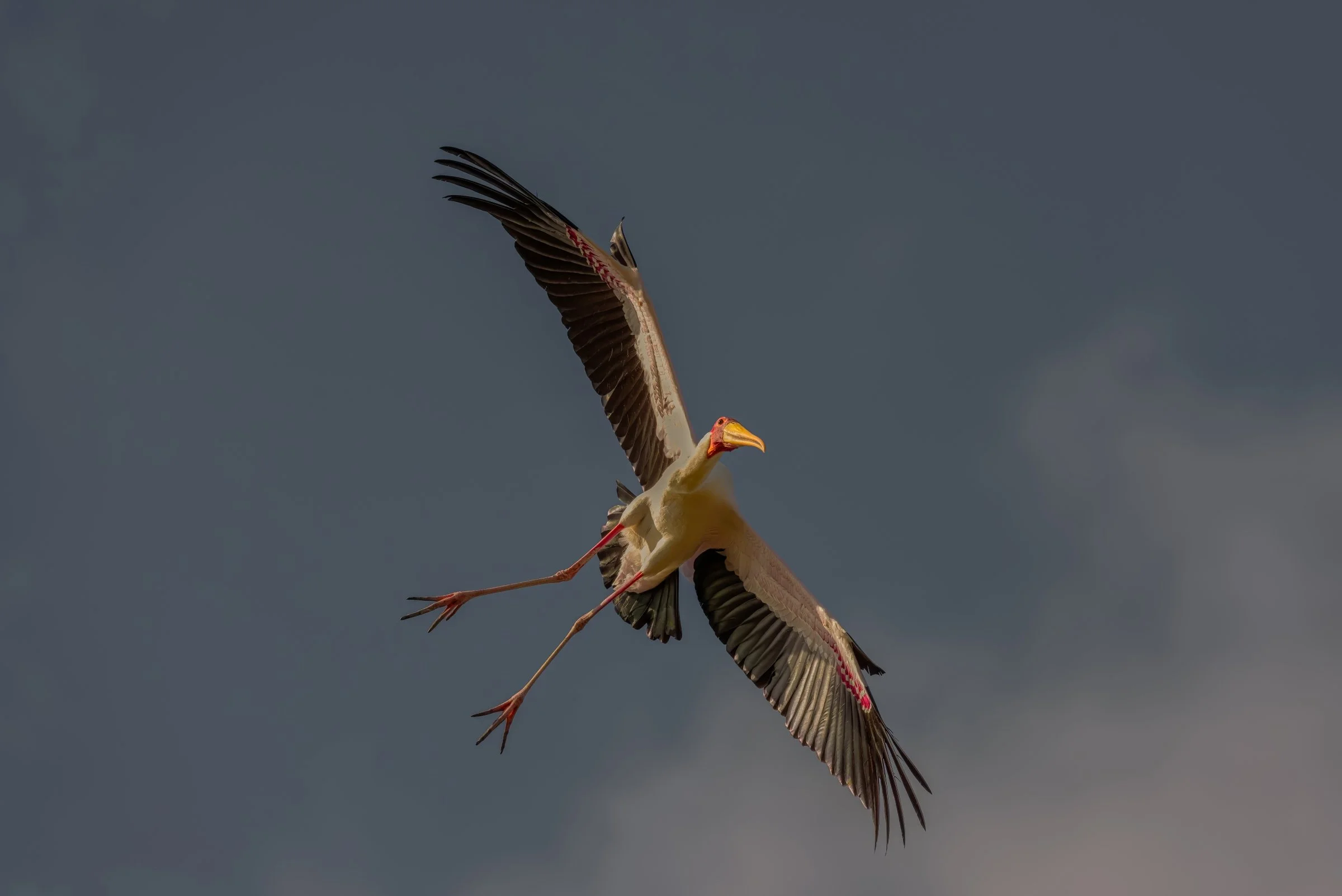 _8109103-DeNoiseAI-raw-Edit.jpg