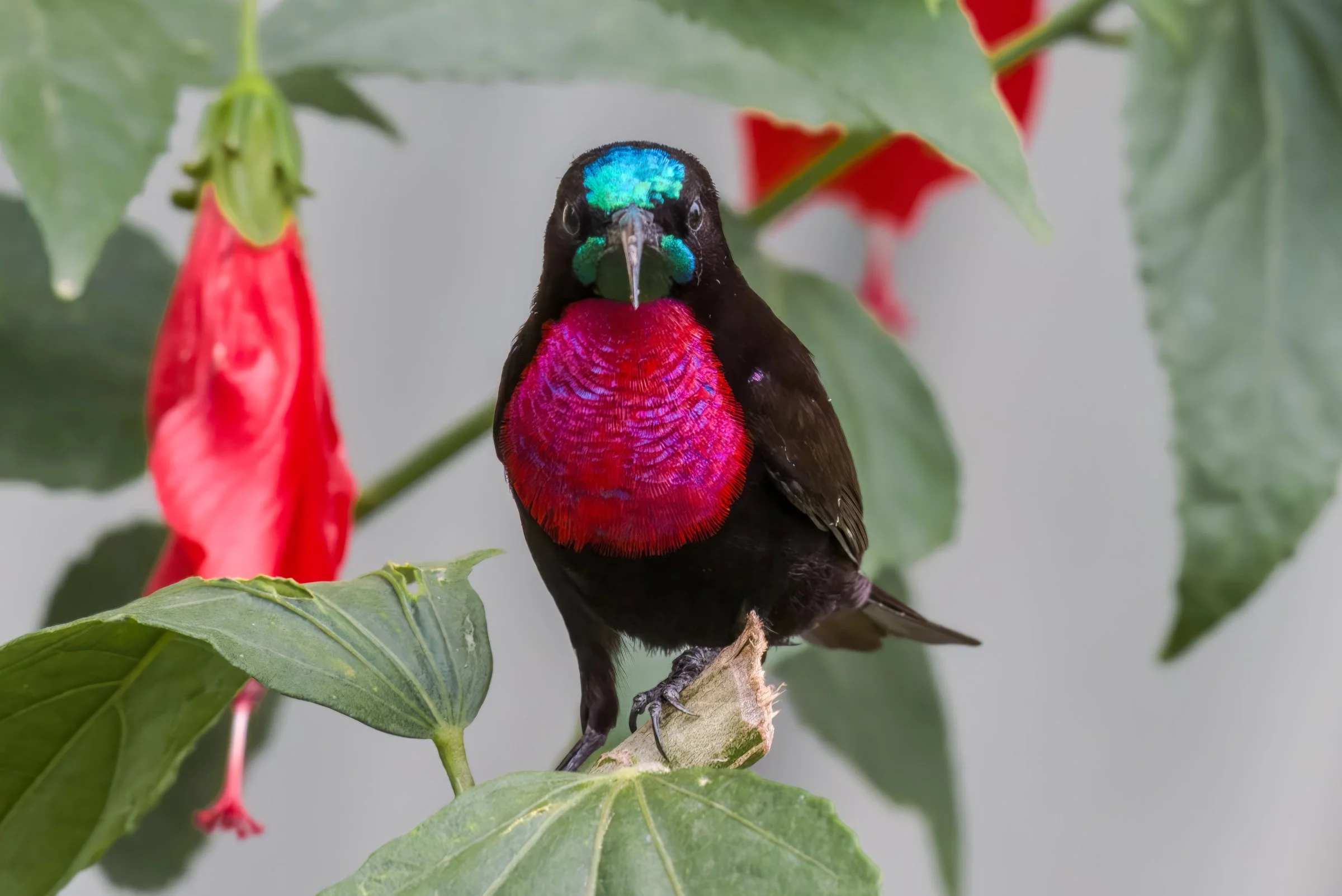 Scarlet-chested Sunbird