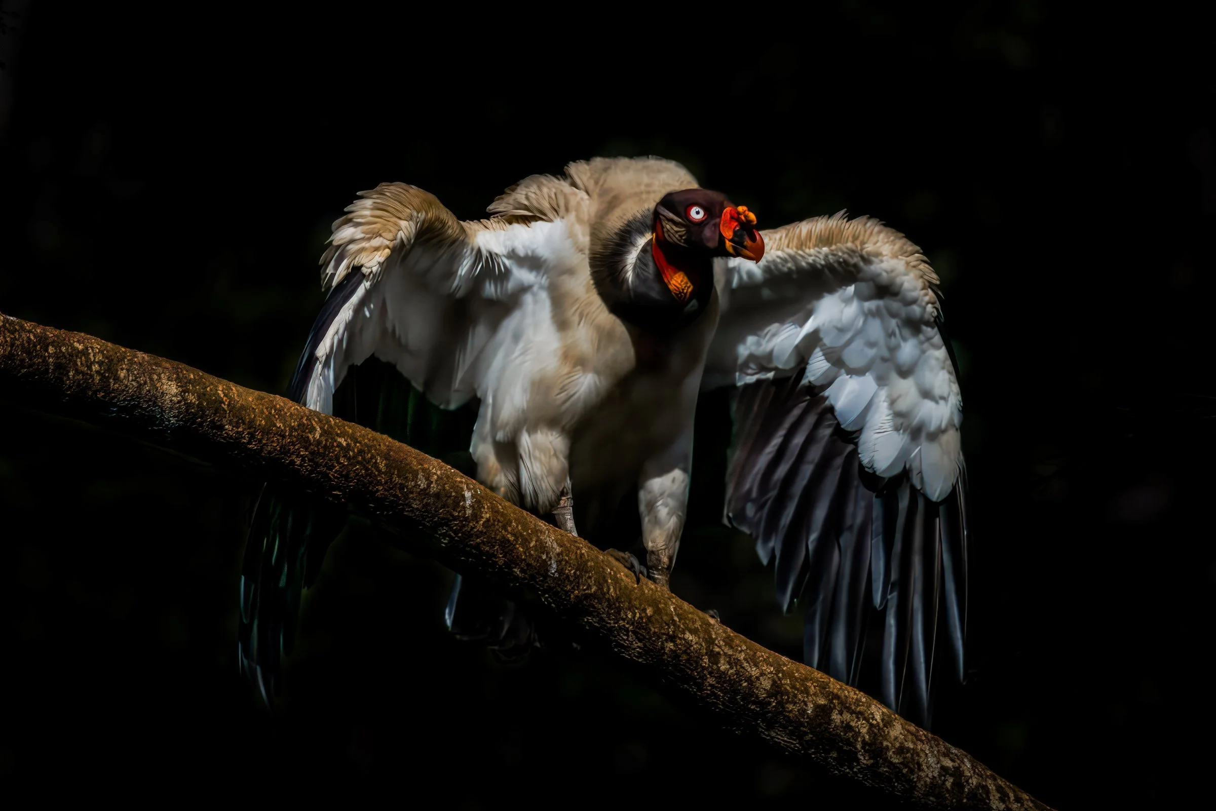 King Vulture