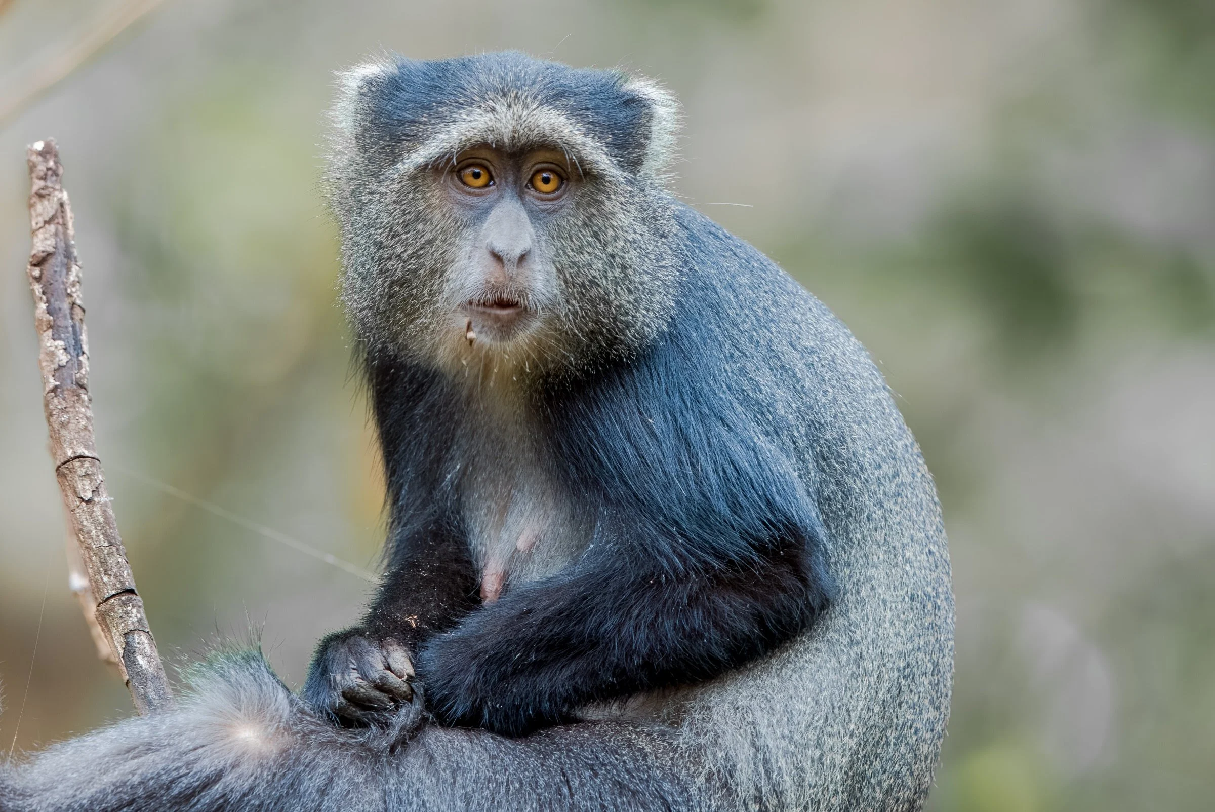 Manyara Monkey