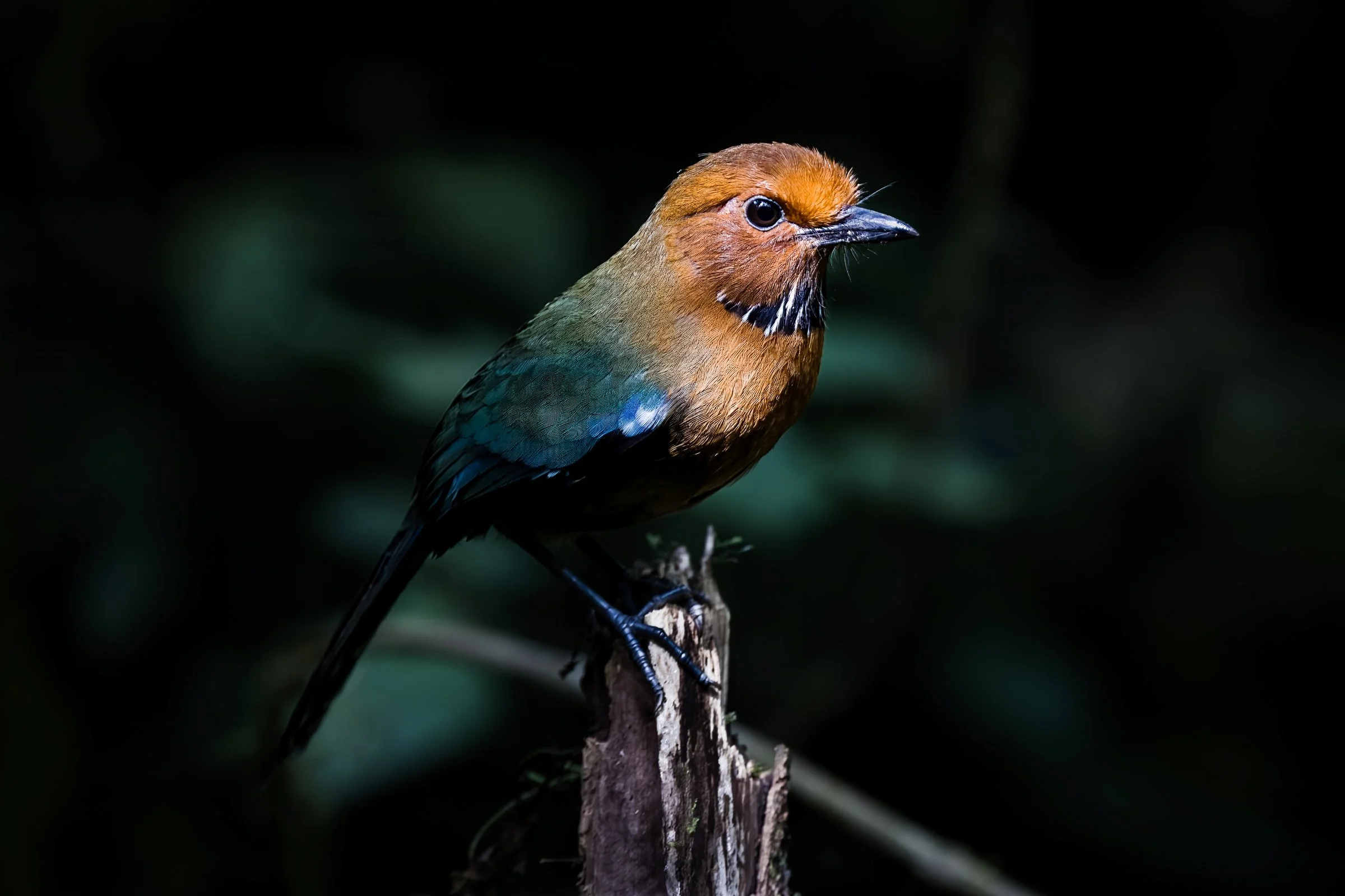 Rufous-headed Ground Roller